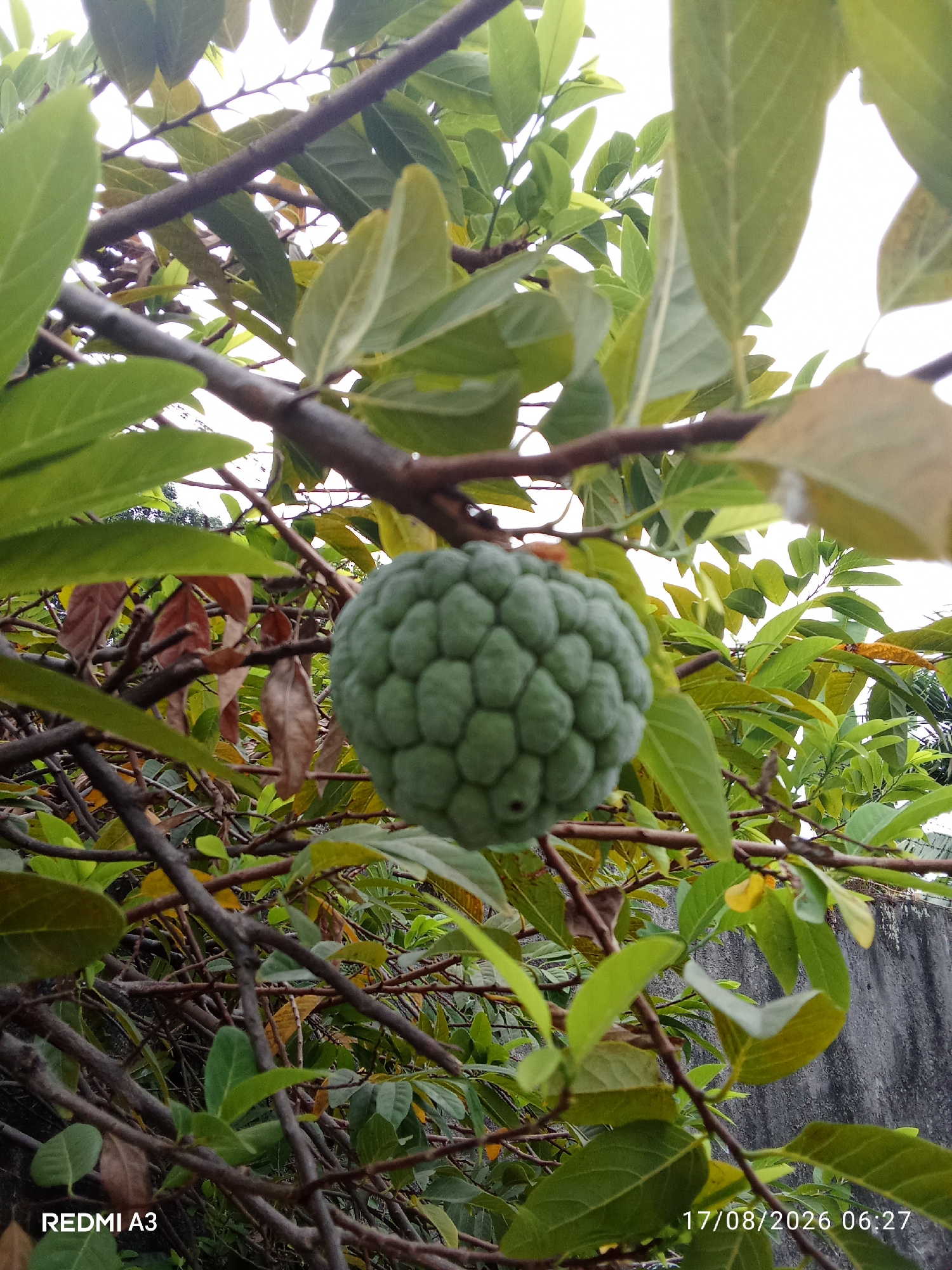 A close-up, eye-level shot captures a green custard apple fruit hanging from its tree branch amidst dense foliage. The fruit, with its distinctive bumpy texture, is centrally positioned and slightly out of focus. The surrounding leaves are a mix of vibrant green and some dry, brown ones, suggesting varying stages of growth and decay. The branches of the tree are dark brown and gnarled, crisscrossing the frame. In the background, a grey, textured wall is visible, hinting at an urban or semi-urban setting. The sky above is bright white, indicating an overcast or very bright day. Text overlays in the bottom left and right corners indicate "REDMI A3" and "17/08/2026 06:27" respectively. The image was taken in Cemani, Indonesia.
