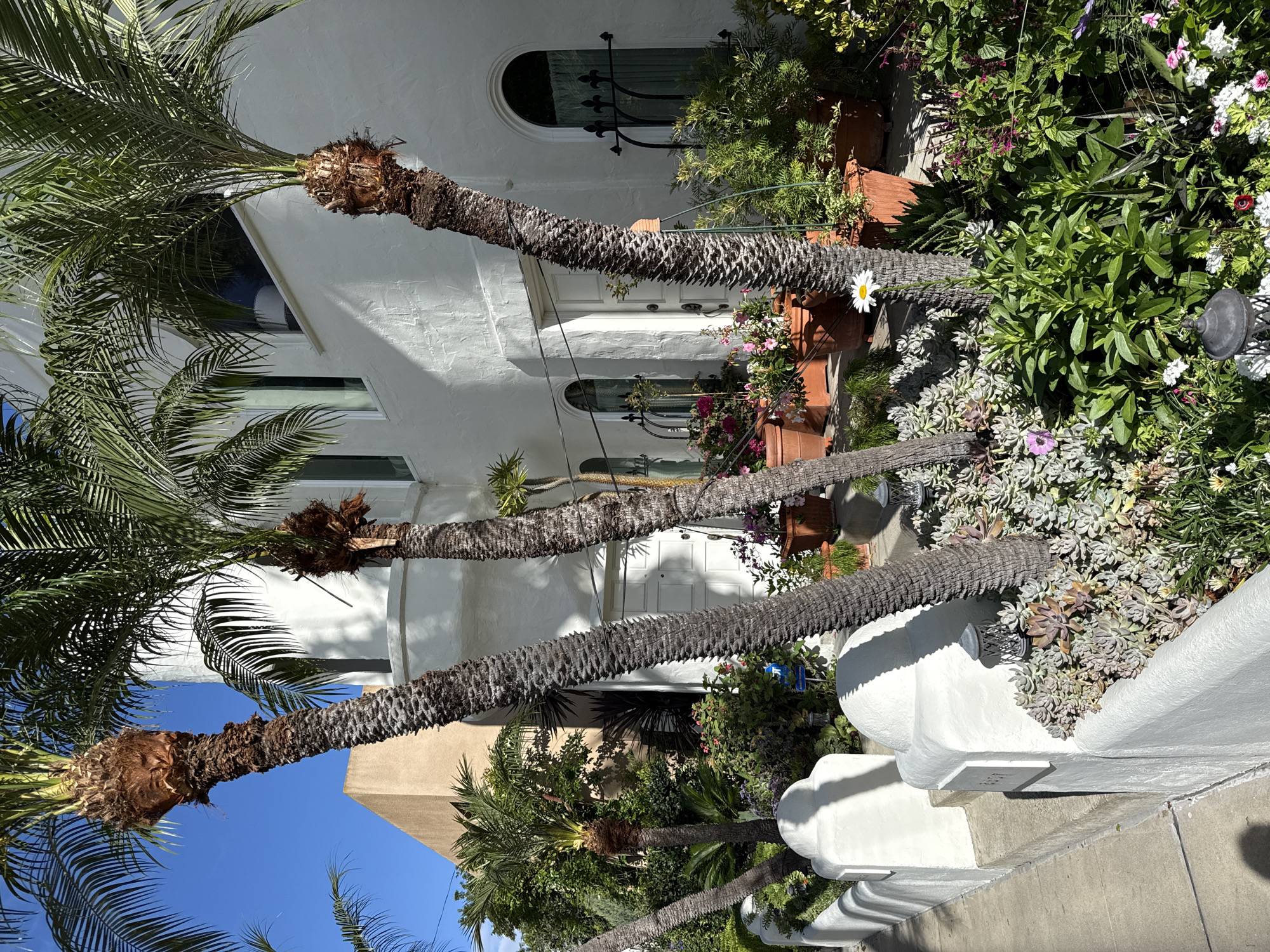 A vertically oriented photograph shows a whitewashed Spanish Colonial Revival-style house in what appears to be a residential area in Los Angeles, California. The house is visible behind three mature palm trees with thick, textured trunks that angle across the frame. The trees are in front of the house and partially obscure the facade. The house has arched windows and a decorative iron window above the front door. There are plants in terracotta pots on the balcony, and a garden overflowing with greenery and flowers. A white wall lines the sidewalk. The sky is blue.