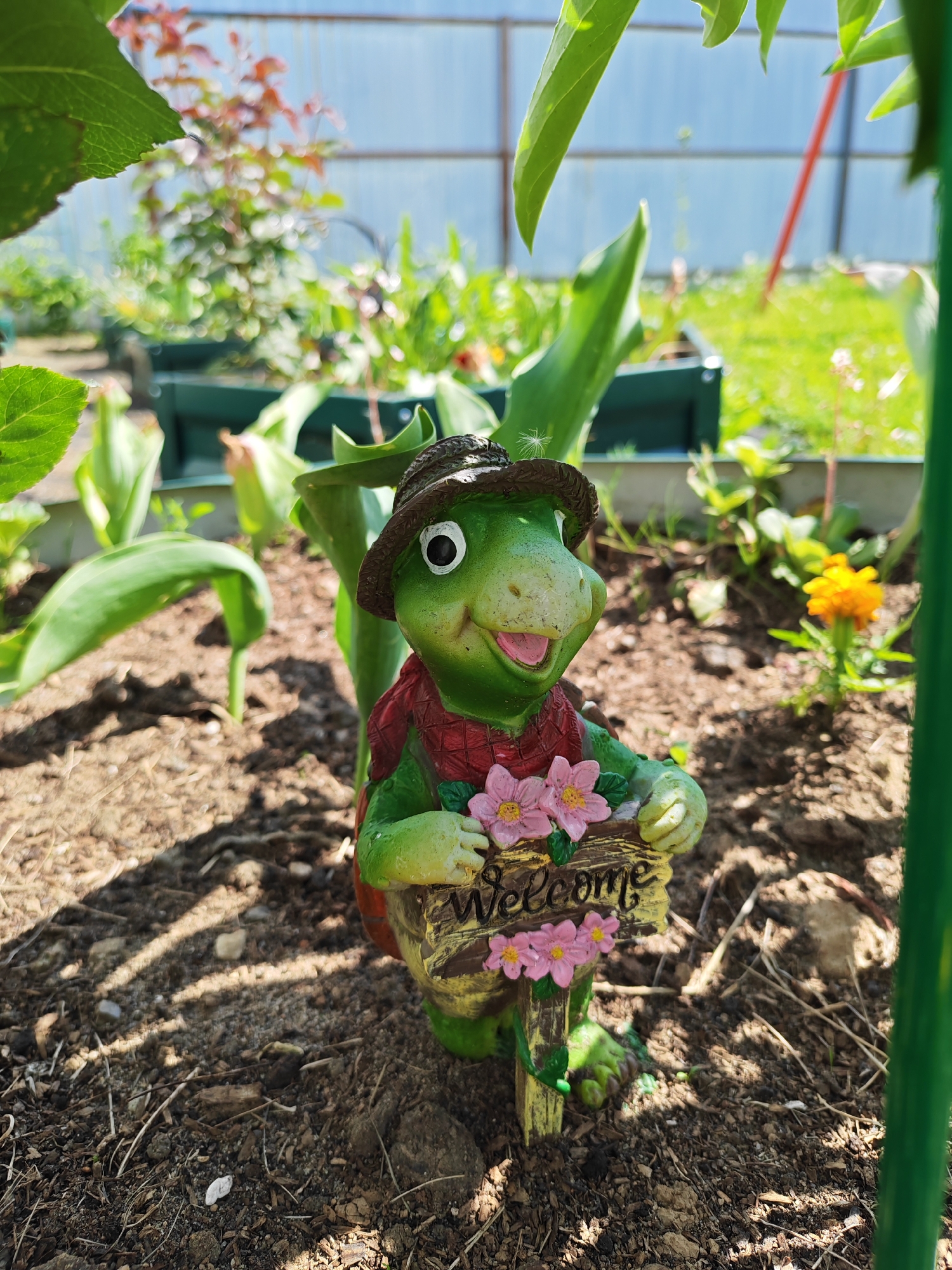 A close-up, eye-level shot captures a vibrant green garden figurine resembling a bipedal turtle or dinosaur in a sunny garden bed in Rybolovo, Russia. The figurine, which serves as a decorative garden gnome, is wearing a woven brown hat and a reddish-brown scarf or vest. It has large white eyes with black pupils and a smiling mouth revealing a pink tongue.
The figure stands amidst loose brown soil and mulch, holding a small wooden-style sign with pink flowers attached. The word "Welcome" is carved into the sign. In the immediate foreground, several broad-leafed green plants, possibly young tulips, emerge from the soil. One leaf partially frames the top left of the image.
The background is softly blurred but reveals more lush green foliage and what appears to be a raised garden bed with a dark green border. Further back, a vibrant yellow flower is visible on the right. In the far distance, a translucent structure, likely a greenhouse or shed, is visible under a clear, bright sky, suggesting good weather conditions and daytime, possibly mid-morning or afternoon given the strong shadows cast by the figurine and plants on the dry earth. A single red pole is visible in the distant background, leaning against the translucent structure. The overall scene conveys a cheerful and welcoming garden atmosphere.