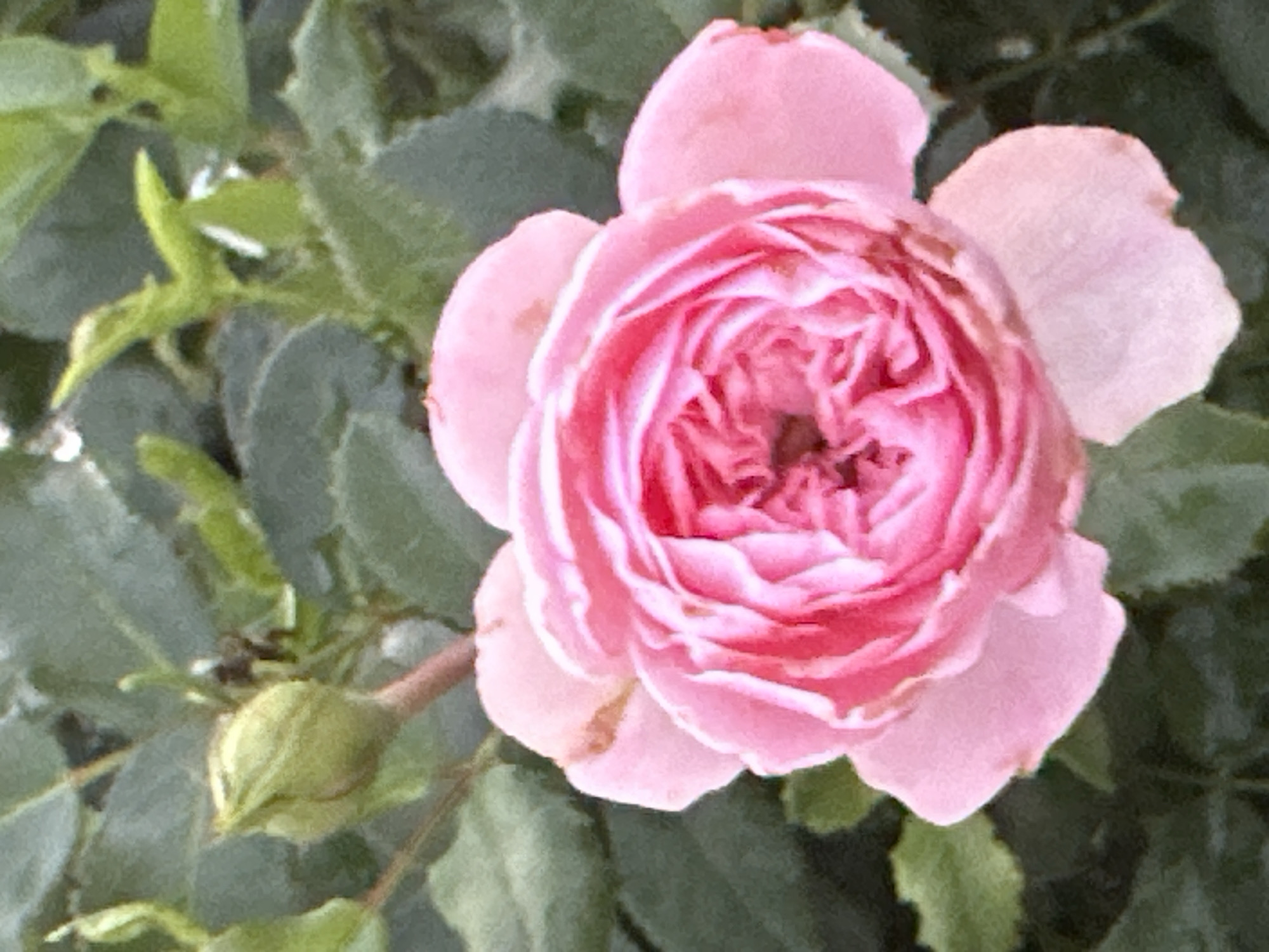 The image shows a close-up of a pink rose bloom with a rose bud in the upper left corner. The rose petals are layered and tightly packed in the center, opening to reveal softer pink outer petals. The background consists of dark green leaves, typical of a garden setting. There is no indication of the city of Kostanay, Kazakhstan, or any specific location within it. No people, actions, or interactions are visible in the image.