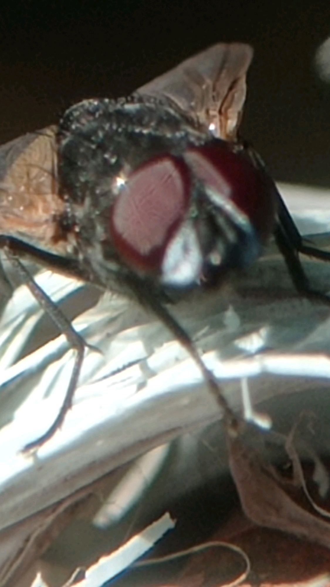 A close-up macro photograph shows the head of a fly. The fly's compound eyes are prominent, displaying a reddish-pink hue and intricate facets. Its antennae are visible, as are its legs, which appear slender and segmented. The fly is positioned on a light-colored, textured surface that resembles dried plant material, possibly grass or leaves. The background is dark and blurred, drawing focus to the insect. The image's perspective is from above, looking down at the fly. The scene, though lacking specific landmarks, could be situated in a natural or semi-natural environment within Landungsari, Indonesia, such as a garden, park, or field, where such insects are commonly found.