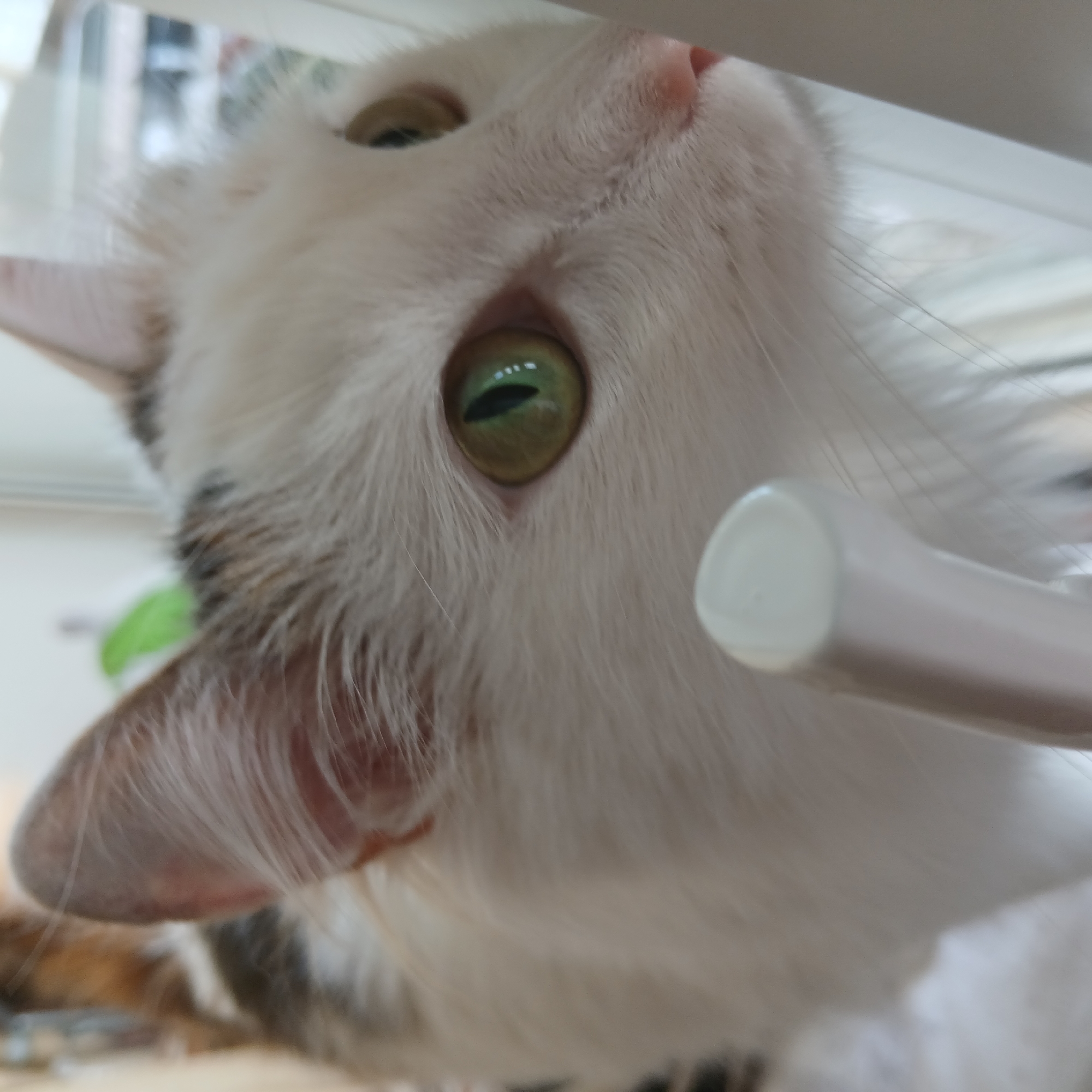 A close-up, upward-facing view of a cat's face. The cat has predominantly white fur, with some grey and black markings visible near its ears. Its eyes are a striking green. A white, cylindrical object, possibly a piece of furniture, is partially obscuring the cat's face. The background is blurred, but hints of a window and greenery can be seen. No information is available to associate the location with the city of Yekaterinburg, Russia.