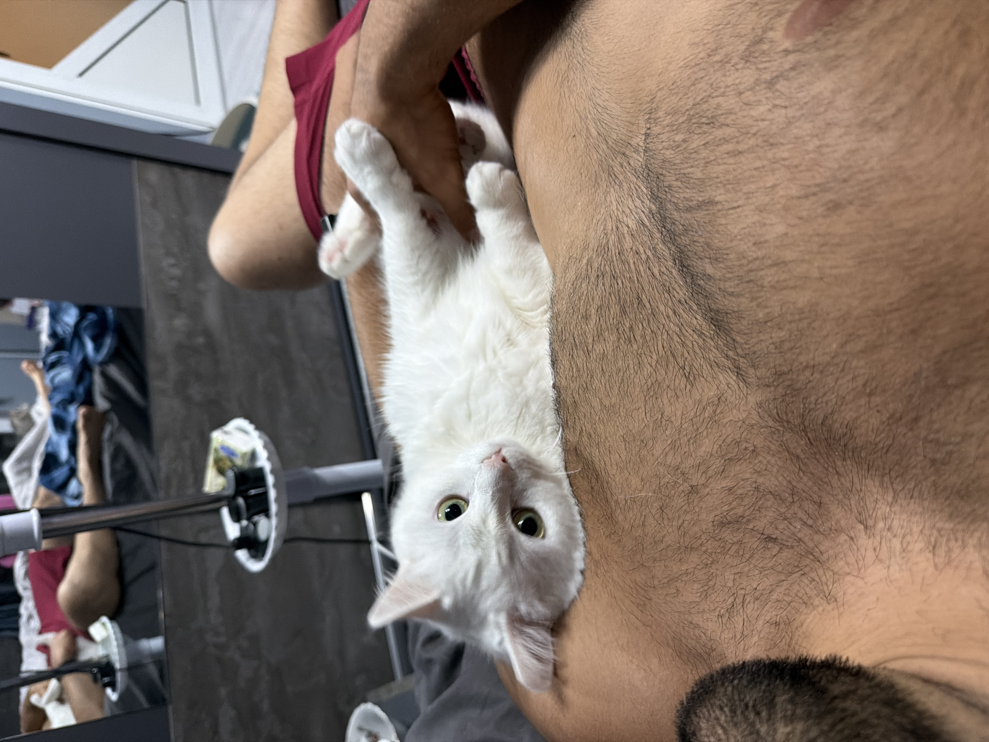 A man holds a white cat upside down against his chest. The man is wearing what appears to be a maroon colored undergarment. A reflection on a glass or mirror surface nearby shows what may be the man's legs clad in similar attire. The background features a vacuum cleaner and an indeterminate piece of furniture. There is no visible evidence of Burgas, Bulgaria in the image.