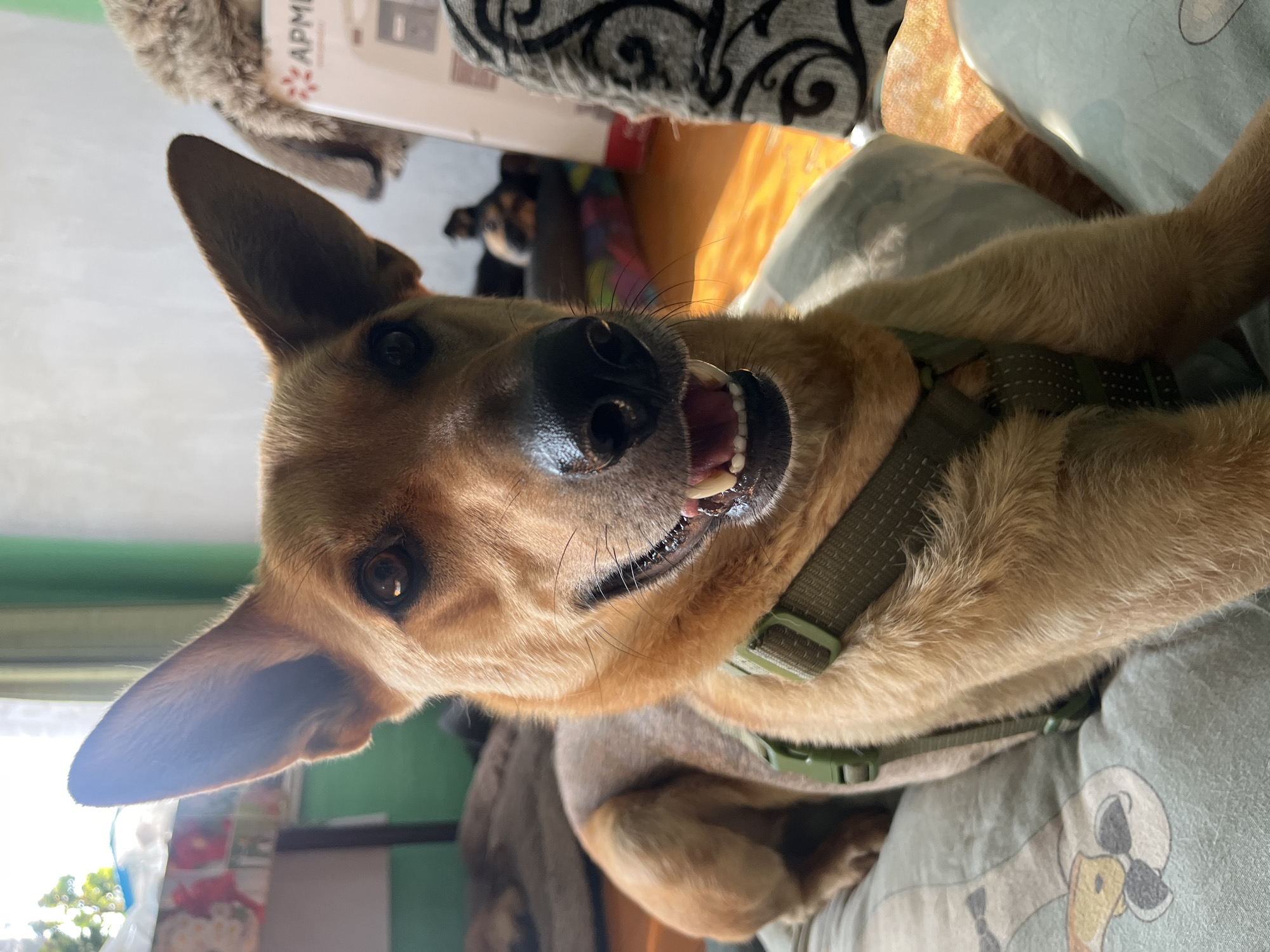 A tan-colored dog with erect ears and a green harness is lying on a bed indoors. The dog is looking directly at the camera with its mouth open, revealing its teeth. The background includes a window with green curtains, a wooden floor, and various objects such as a plush toy and a box. There is no indication of the city of Nizhny Tagil, Russia, in the image.
