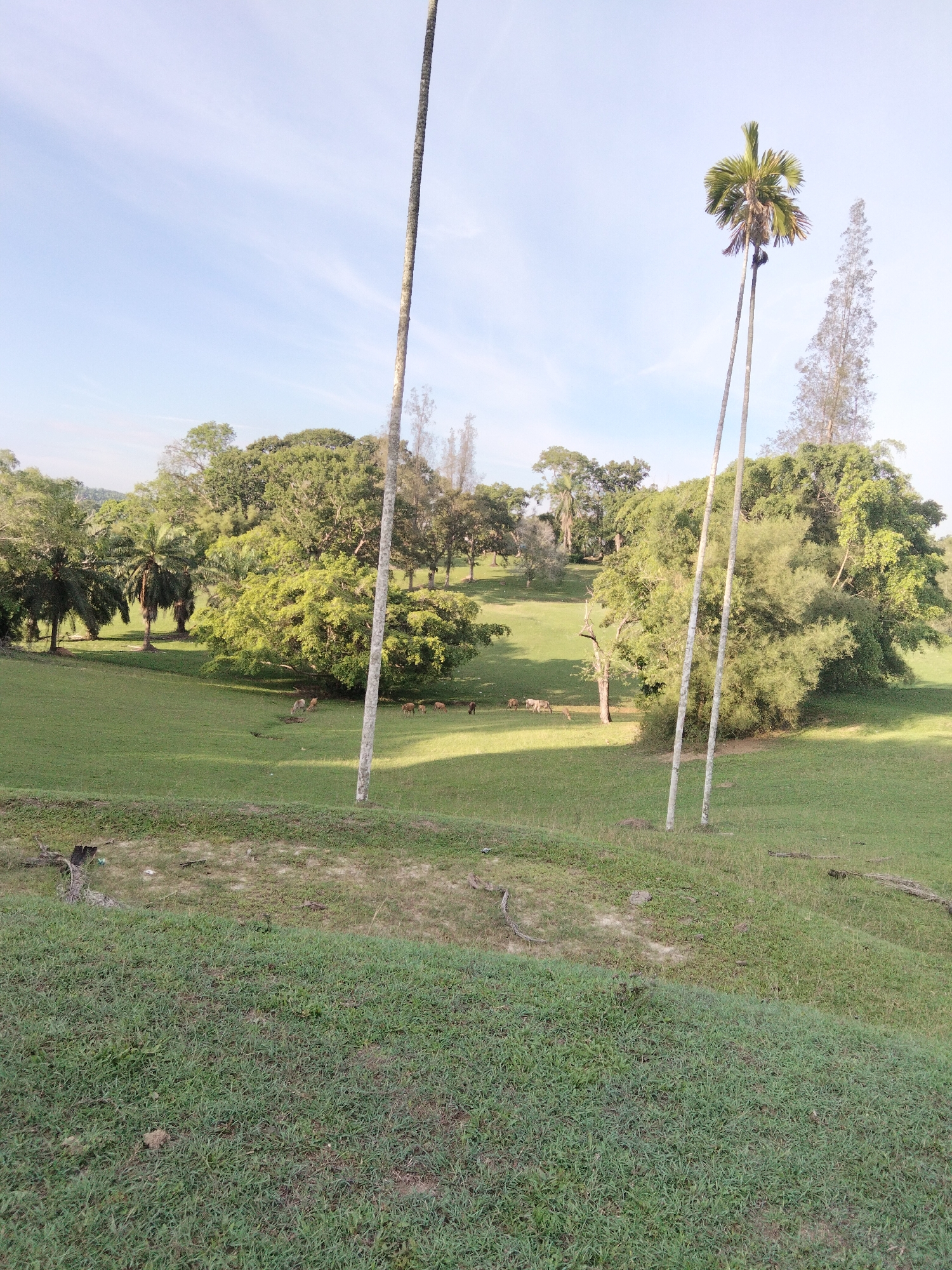 In a verdant, rolling landscape reminiscent of the outskirts of Sukaramai Dua, Indonesia, a herd of deer grazes peacefully on a sun-drenched meadow. Tall, slender palm trees, some reaching skyward like natural sentinels, punctuate the scene, their fronds casting delicate shadows on the lush green grass. The background is a tapestry of dense, mature trees, their varied shades of green creating a sense of depth and natural abundance. The sky above is a soft, pale blue, streaked with wisps of white clouds, suggesting a serene and tranquil day. In the foreground, the terrain slopes upwards, covered in shorter, well-maintained grass, hinting at a park or nature reserve setting. A few scattered logs and branches suggest the natural progression of the ecosystem. The overall impression is one of untouched natural beauty, a peaceful haven for wildlife within a serene environment.