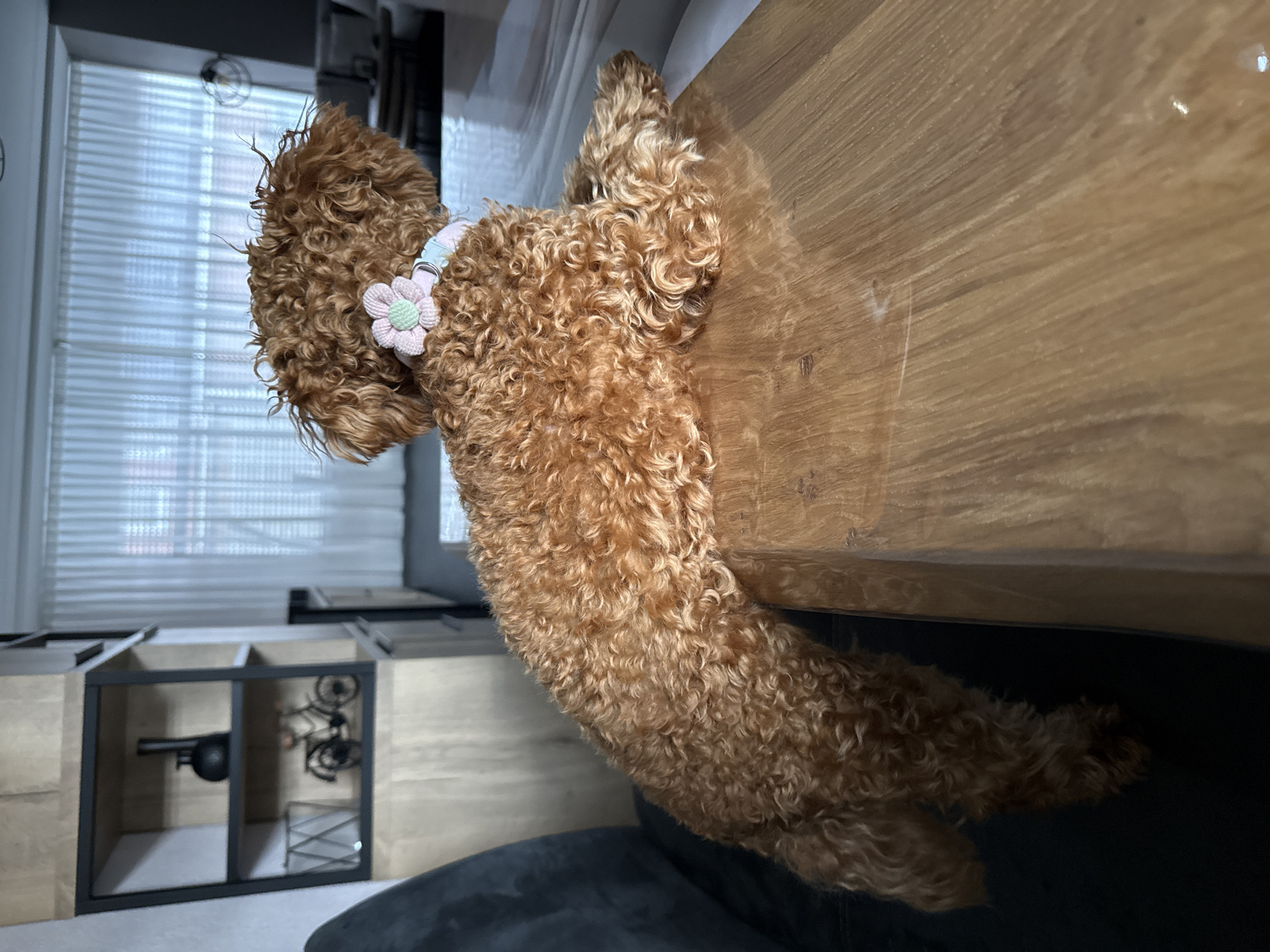 The image depicts an indoor domestic scene, the specific geographical location of which, including any city such as Marum, Netherlands, is not ascertainable from visual cues within the frame. The primary subject is a medium-sized, reddish-brown curly-haired dog, resembling a poodle or poodle mix. The dog is positioned lying on a light-colored wooden table or console, with its front paws extended and head turned to its right, looking away from the camera. Its hindquarters and tail are partially visible, dangling off the left edge of the table. The dog is wearing a light blue neck accessory adorned with a prominent pink and light green crocheted flower.
In the background, a large window is visible, covered by vertical white blinds or sheer curtains, allowing diffused natural light into the room. To the immediate left of the dog, a dark gray upholstered furniture piece (likely an armrest of a chair or sofa) is partially visible. Further left, a modern open-frame shelving unit with light wood shelves and dark metal supports is present. The top visible shelf displays a small black decorative vase, and the shelf below it holds a miniature metal bicycle model and a silver-toned wire container. The overall environment suggests a clean, contemporary living space.