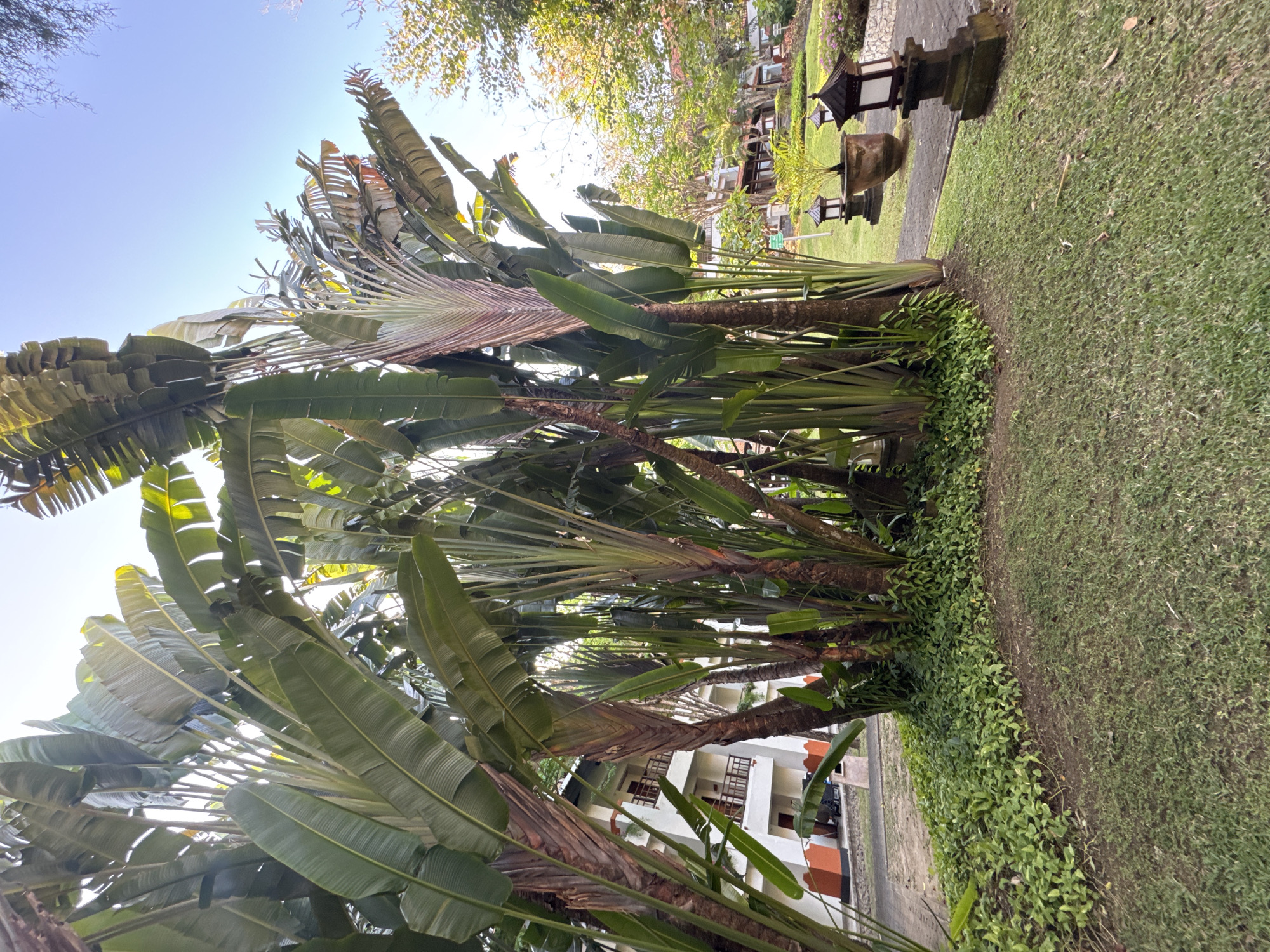 The image captures a cluster of tall traveler's palm trees with their distinctive fan-like leaves, towering over a well-maintained garden area. In the background, a multi-story building with white walls and orange trim is visible, suggesting a resort or hotel setting. The grounds are landscaped with lush green grass and smaller, low-lying green plants surrounding the base of the palm trees. Further into the background, pathways are visible, as are decorative stone lanterns and potted plants, indicating an outdoor area designed for relaxation or strolling. The sky above is clear and blue, suggesting a daytime scene. The overall impression is one of a tropical environment, likely within a resort complex in the city of Kuta Selatan, Indonesia, known for its scenic beaches and tourist accommodations. There are no people visible in the image.