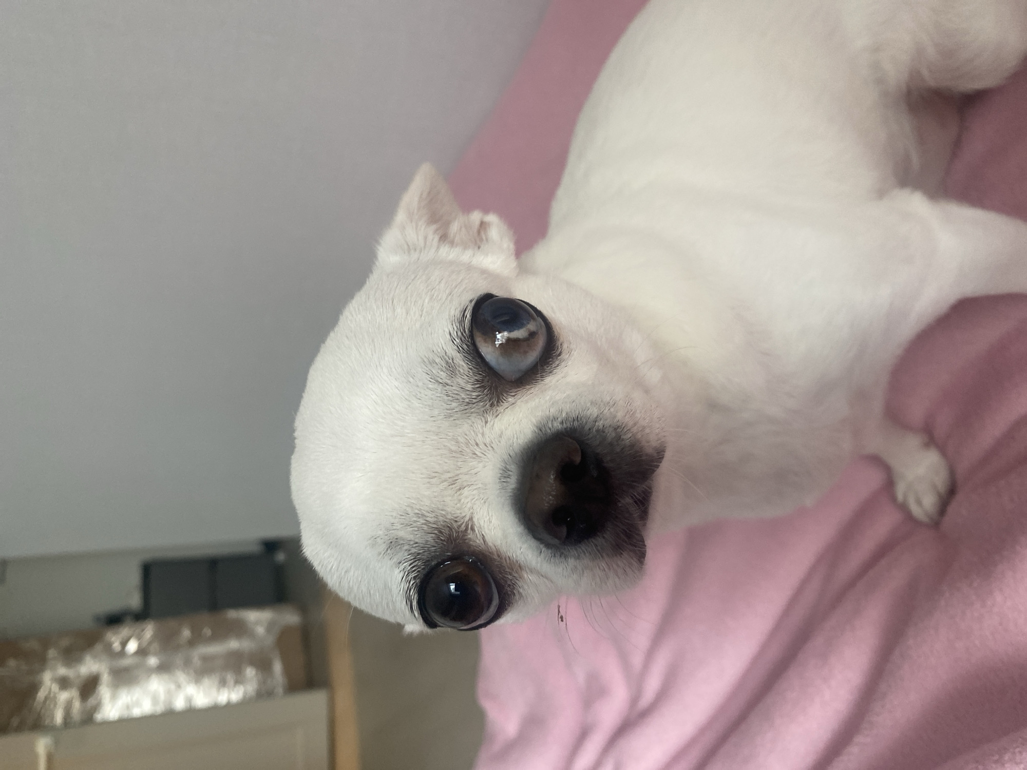 The image is a close-up, eye-level shot of a small, white Chihuahua dog. The dog is positioned on a pink, soft surface, possibly a blanket or bed. Its head is turned slightly to its left, and it is looking directly at the camera. The dog has large, dark brown eyes, with one eye appearing to have a lighter iris. Its snout is dark, and its ears are small and pointed. The background is blurred, but appears to be an indoor setting with a gray wall and some objects wrapped in plastic to the left. The overall lighting is soft and appears to be natural. There is no indication of the location in Krasnodar, Russia.
