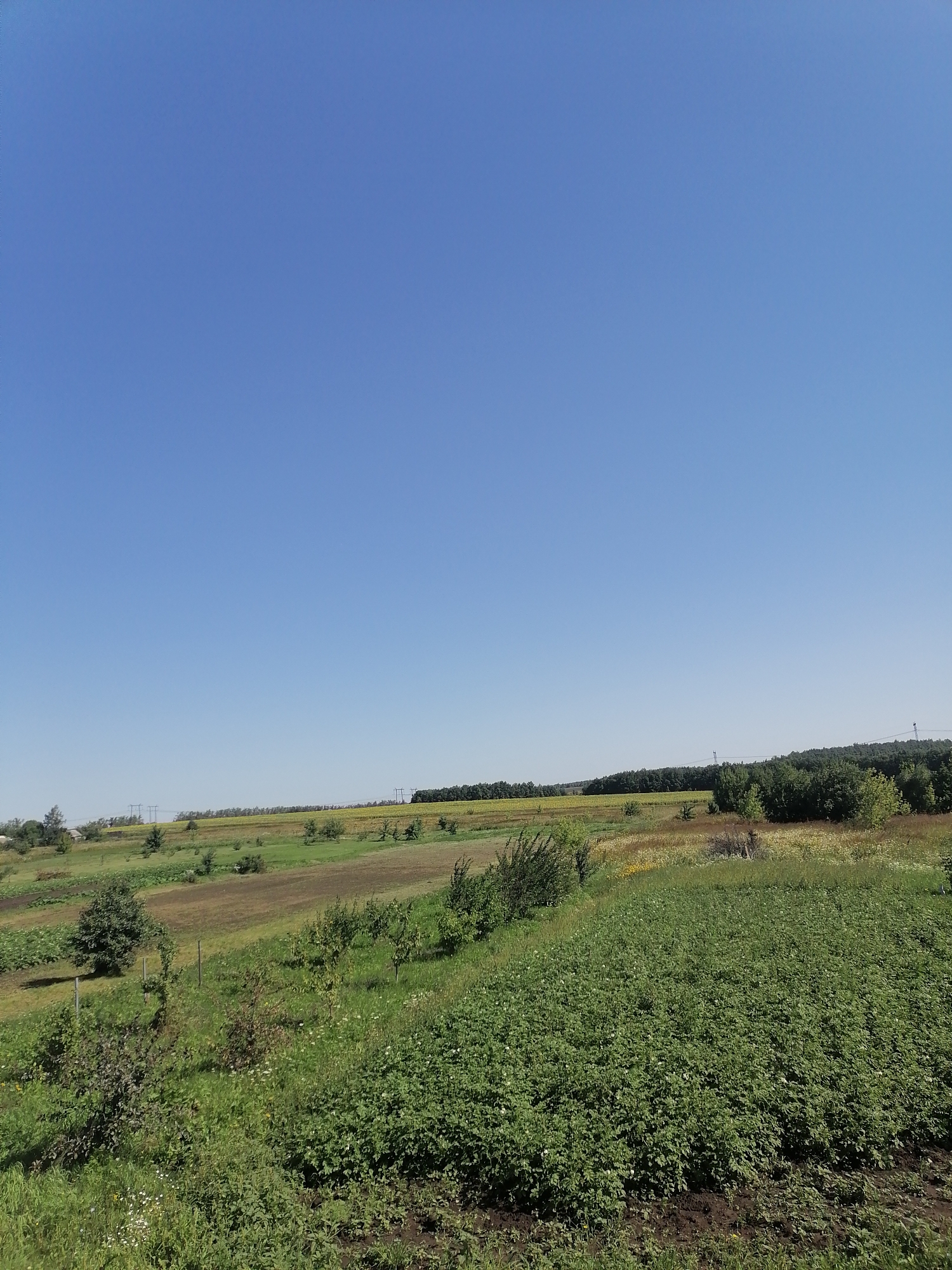 The image depicts a rural landscape under a clear blue sky. In the foreground, a densely planted field of green crops, possibly potatoes given their lush foliage, occupies the lower right quadrant. To the left of this field, a grassy area is interspersed with smaller bushes and a few young trees. Beyond this, rolling hills are visible, with patches of tilled earth and more green vegetation. Further in the distance, a line of trees forms a dark green border along the horizon, punctuated by power lines and pylons. The overall scene suggests an agricultural area in the countryside. The location is identified as Pecherniki, Russia.
