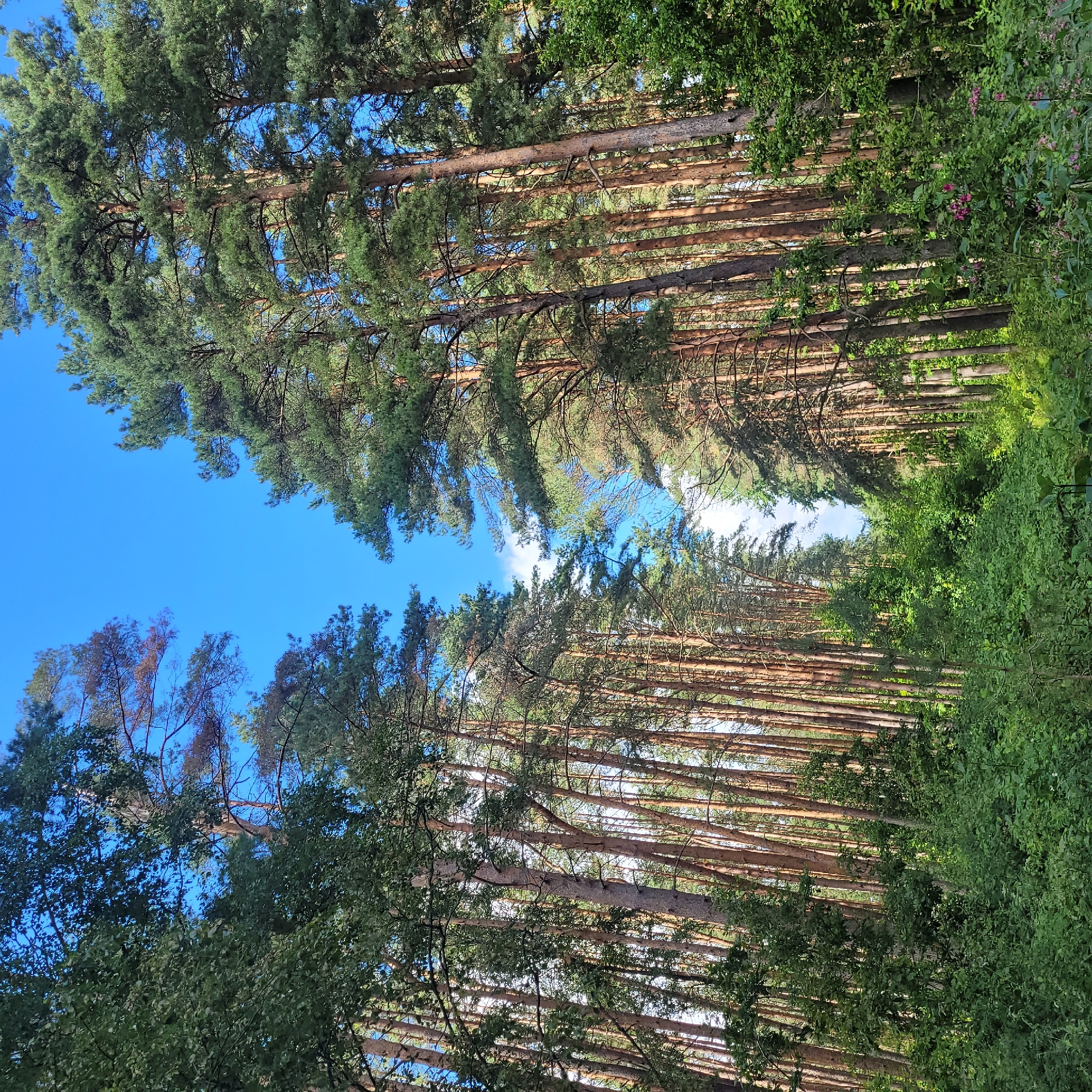 The image depicts a dense forest path with tall pine trees lining both sides, creating a natural tunnel effect. The sky is bright blue with a few scattered white clouds. The ground is covered in lush green undergrowth, including bushes and smaller plants, some of which have pink flowers. Sunlight filters through the canopy, casting dappled shadows. The scene appears to be a serene natural environment, likely a walking trail within a forested area. The location is identified as a forest in Jūrmala, Latvia. There are no people or animals visible in the image.