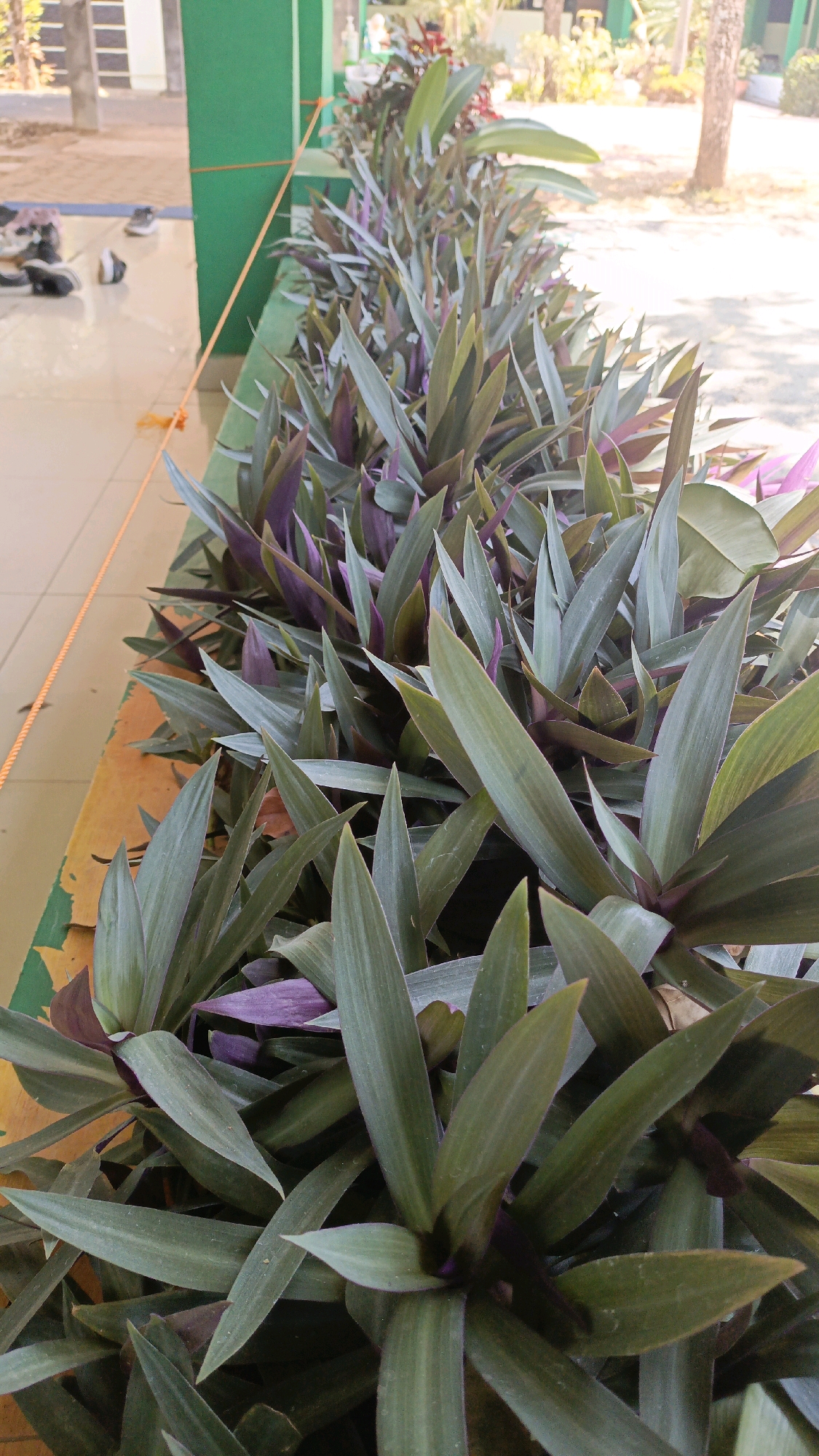 The image shows a line of plants with long, pointed leaves, predominantly green with some purple undersides, growing in a planter box. The planter box is yellow and green, situated next to a tiled walkway and a building with green walls. In the background, several pairs of shoes are placed on the tiled floor. The scene appears to be outdoors, with sunlight casting shadows and illuminating the plants and ground. The location is identified as Desa Pabahanan, Pelaihari, Tanah Laut, Indonesia.