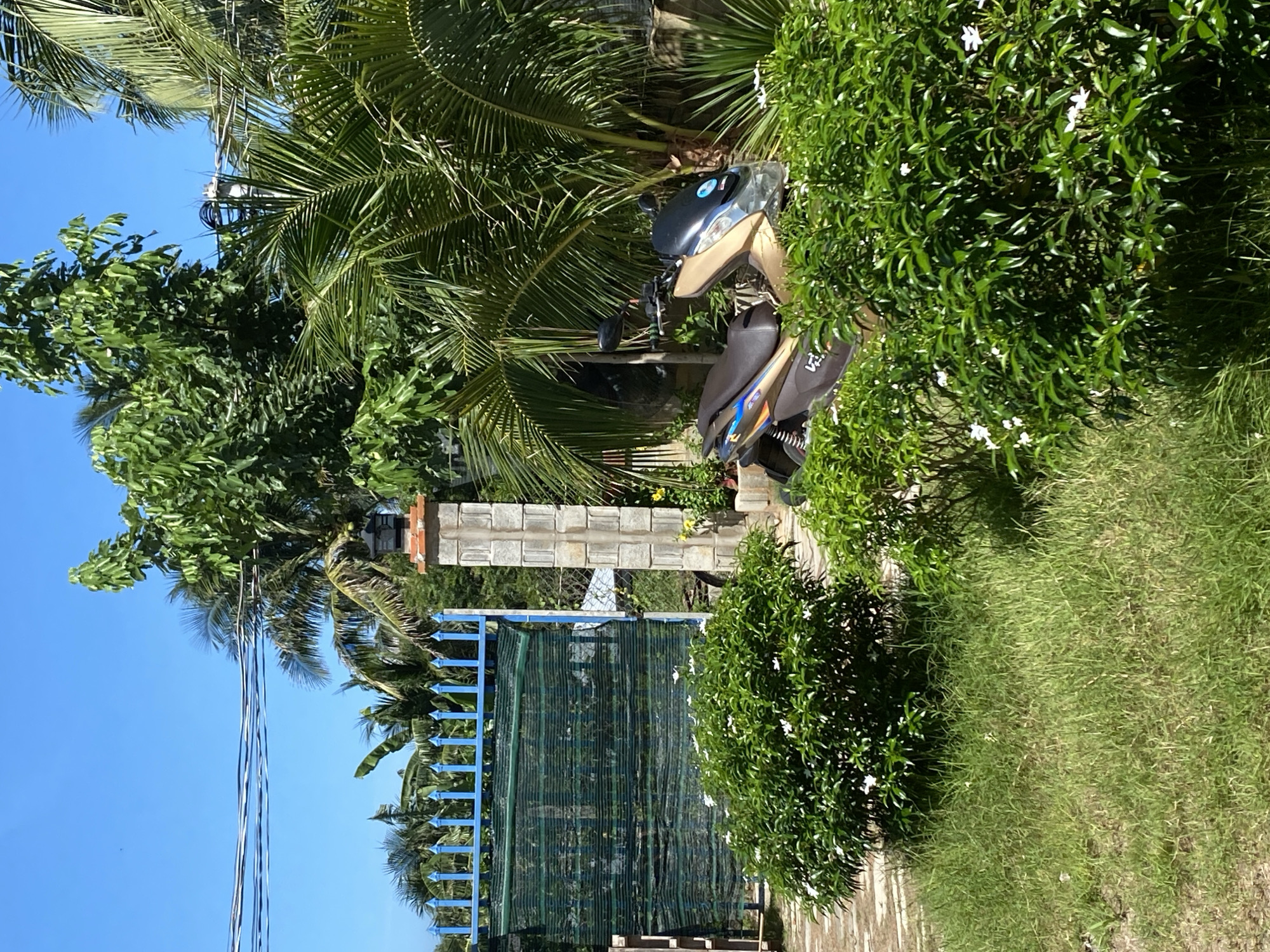 The image depicts a sunny outdoor scene, likely in Mũi Né, Vietnam, characterized by lush greenery and a clear blue sky. In the foreground, a patch of tall, somewhat unkempt grass is visible, with two dense, leafy green bushes with small white flowers interspersed. To the right of these bushes, a portion of a light-colored motorcycle is parked, its handlebars and front section clearly visible. The motorcycle is a neutral tan color with dark accents and appears to be facing slightly away from the viewer.
Behind the motorcycle and bushes, a blue metal fence with pointed finials runs across the mid-ground. Attached to the fence is a dark green mesh netting, obscuring whatever lies beyond. To the right of the gate, a tall, square concrete pillar, constructed from stacked concrete blocks, stands guard. This pillar is topped with a dark lantern fixture.
Beyond the fence and pillar, a variety of tropical trees are evident, including palm trees with their distinctive fronds and other trees with dense green foliage. Electrical wires are strung across the upper portion of the image against the bright blue sky. The overall impression is of a tropical residential or outdoor area, possibly a driveway or entrance to a property, with a focus on natural elements and a common mode of transportation.