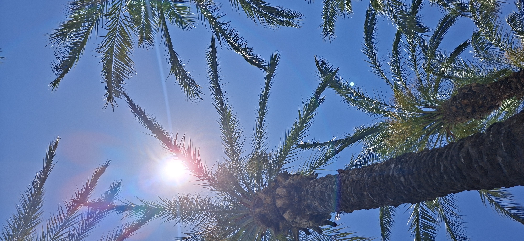 This is a low-angle, vertical, outdoor photograph of palm trees against a bright blue sky. The sun is prominently featured, shining through the fronds of the palm trees, creating lens flare and a bright halo effect. The fronds of several palm trees are visible, extending into the frame from various angles, some in sharp focus and others slightly blurred due to the depth of field. The trunk of a large palm tree dominates the left side of the image, showing its textured bark. Another palm tree is visible in the background, to the right of the main trunk. The sky is clear and cloudless. The overall impression is a sunny, tropical scene. The location is unknown.