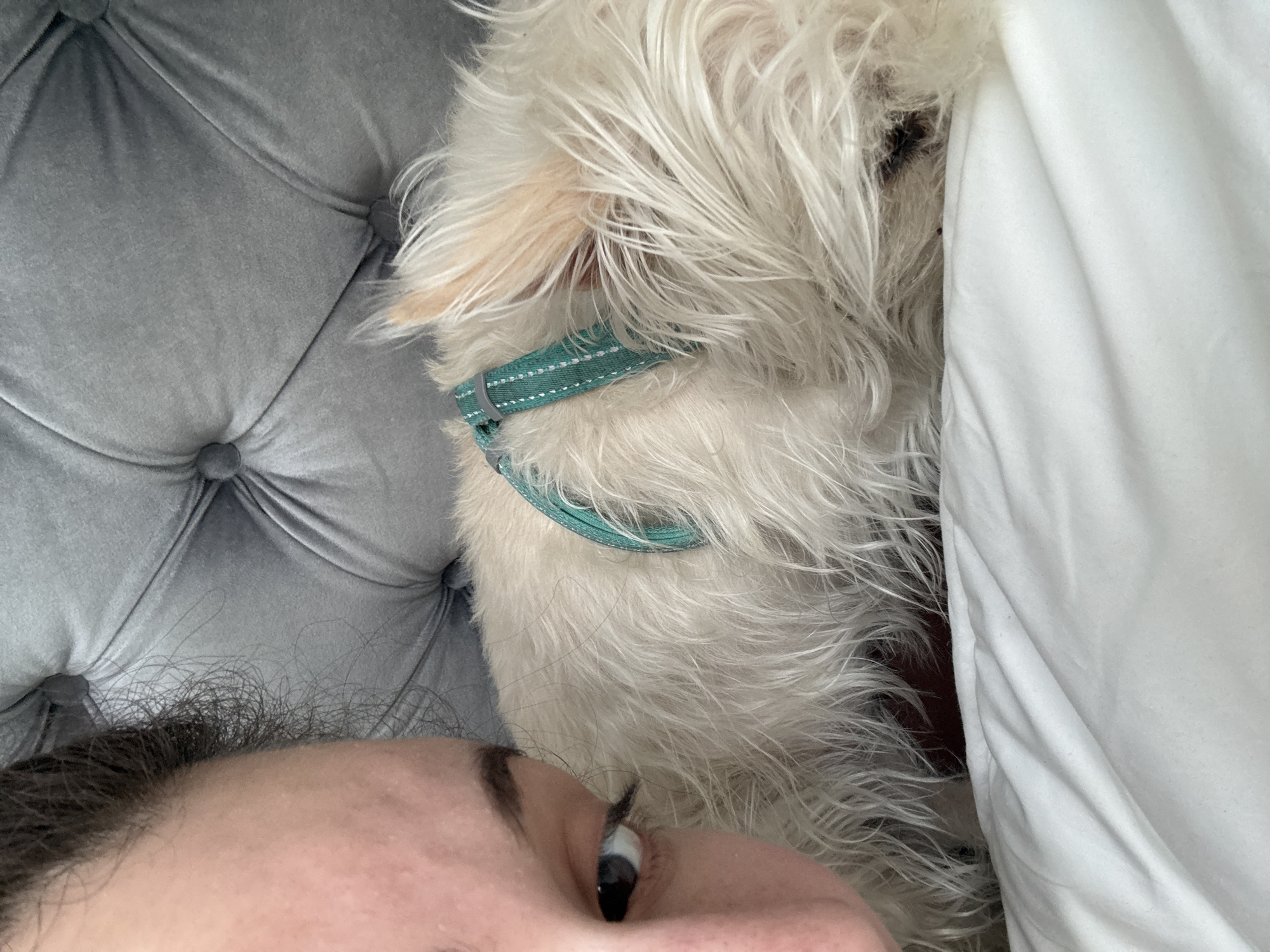 A close-up, eye-level shot features a person, most likely female, partially visible in the lower foreground. Only the forehead, eyebrow, and one eye are clearly visible. The eye is looking upward. The rest of the image is occupied by a fluffy, white dog wearing a teal collar. The dog appears to be nestled in white bedding and lying against a gray tufted headboard. The photograph was taken indoors. There is no information given to suggest that the location is in the city of Santa Clara Ocoyucan, Mexico.