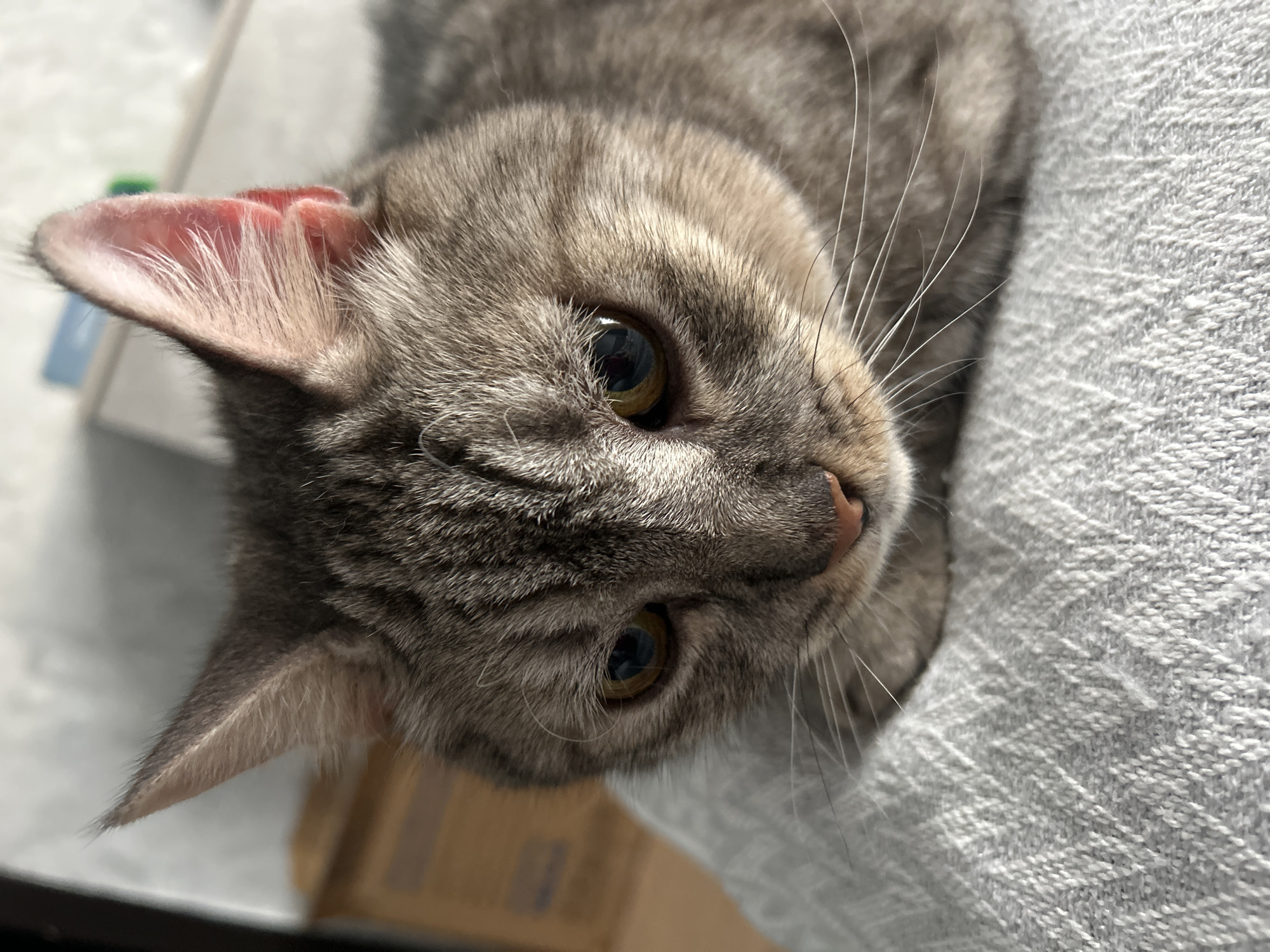 A close-up, eye-level, medium shot captures a gray tabby cat's face and upper body. The cat is resting on a gray, textured blanket, with its head turned slightly to the left. Its eyes are a striking yellowish-green, and its ears are pointed, with the right ear showing a pinkish hue inside. The background is softly blurred, revealing hints of wooden furniture and a pale wall, suggesting an indoor setting, possibly a home in Saint Petersburg, Russia. The lighting is natural, casting soft shadows on the cat's fur and the blanket. The image is sharp and detailed, focusing on the cat's features and expression.