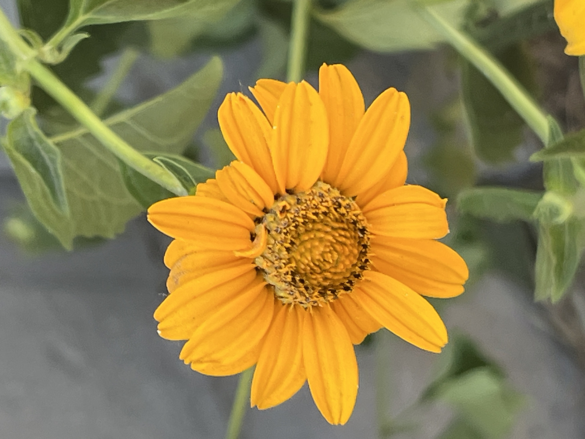 A close-up, eye-level, outdoor shot shows a vibrant orange-yellow flower with visible pistils in the center. The petals are pointed and radiate outwards from the center. The flower is in focus, while the background is blurred, featuring green leaves and stems, and a gray surface. The scene is likely located in Dnipro, Ukraine, given the context provided.