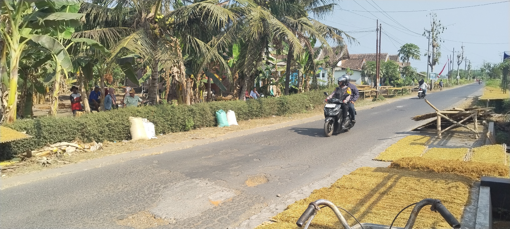 A rural roadside scene in Yosowilangun Kidul, Indonesia, is depicted on a sunny day. A paved road runs through the center of the image, flanked by lush vegetation, including banana trees and palm trees on the left, and a row of houses in the background on the right. Along the sides of the road, dried tobacco leaves are spread out on bamboo mats for drying, indicating a tobacco-growing region.
In the foreground, the handlebars of a bicycle are visible, suggesting the perspective of someone observing the scene. To the left, a group of people, including men and women, are gathered near some large sacks, possibly involved in the tobacco harvesting or processing. In the middle ground, a man wearing a helmet is riding a motorcycle with a passenger, heading away from the camera. Further down the road, other individuals can be seen, with one person on a bicycle and another on a motorcycle in the distance. The presence of utility poles and overhead wires suggests a degree of infrastructure in this rural setting. The overall impression is one of agricultural activity and daily life in a tropical rural Indonesian village.