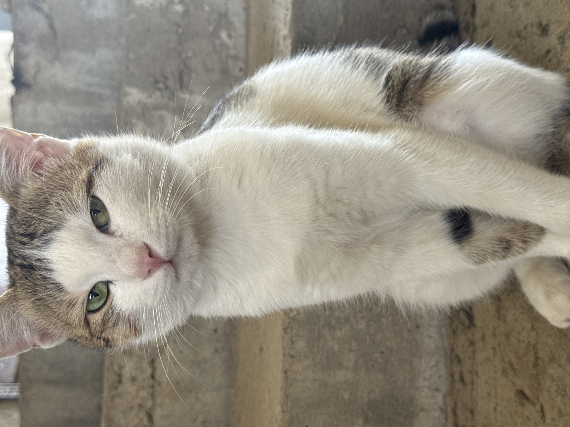 An outdoor, eye-level medium shot shows a calico cat sitting on concrete steps. The cat is facing forward and is mostly white with brown and black patches. Its eyes are green, and its nose is pink. The steps appear to be rough and weathered. The background is out of focus, showing more of the concrete steps and a hint of a dark, undefined structure.