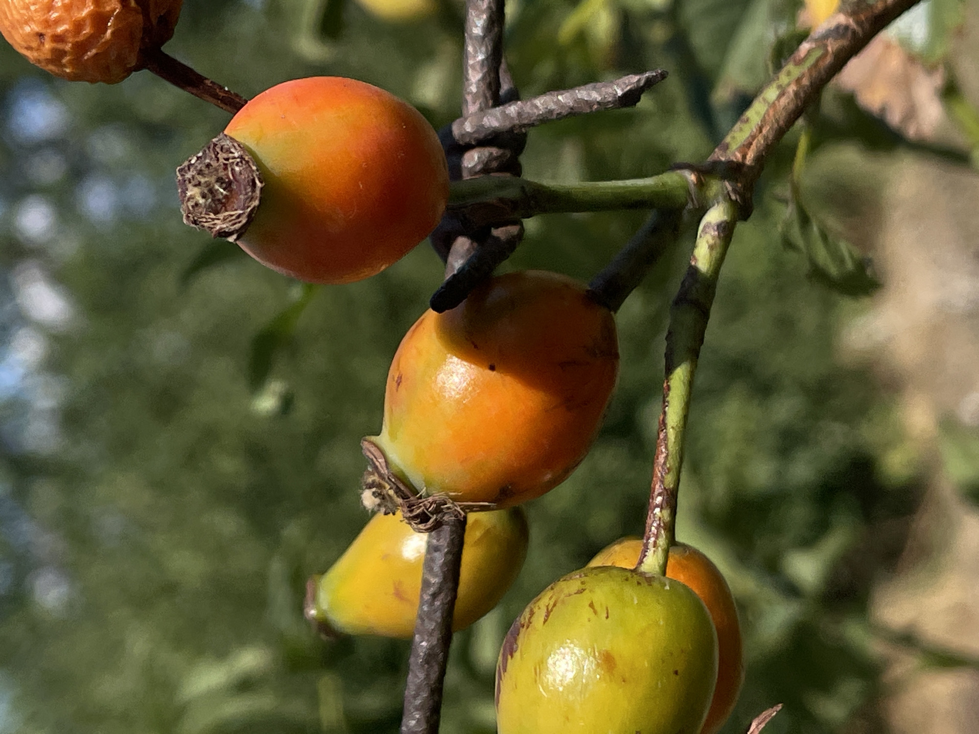 This is a close-up, eye-level, outdoor photograph of rose hips on a branch, photographed in the city of Rostov-on-Don, Russia. The rose hips are an orange-yellow color and are varying in ripeness. Some are fully ripe and a bright orange, while others are still green. The branch is thin and brown, with a few small leaves still attached. The background is a blur of green foliage and sky. The photograph is taken on a sunny day, with the light casting shadows on the rose hips. There are no people or animals in the photograph. The scene is peaceful and natural.