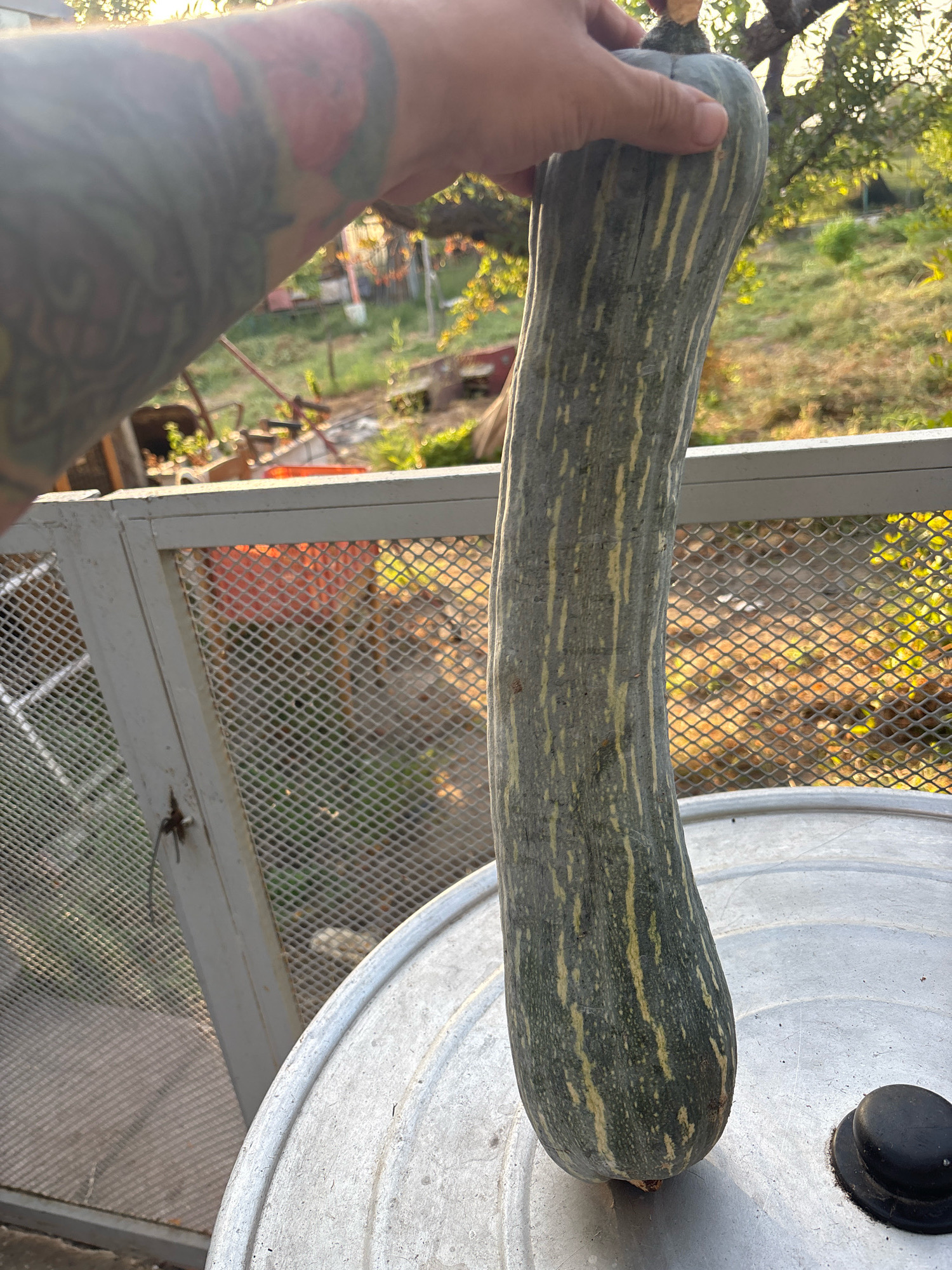 A person's arm, adorned with tattoos, is holding a long, green, striped squash upright. The squash is positioned in the foreground, resting on a large, metallic, circular surface which appears to be a lid. Behind the squash and lid, a white metal fence with a diamond-shaped mesh pattern is visible. Beyond the fence, there is a blurred background of greenery, trees, and what looks like some agricultural or storage structures. The scene suggests an outdoor setting, possibly a garden or yard, under natural light, indicated by the sunlit foliage. The image does not provide specific information about the city of Campomarino, Italy, or any context related to it.
