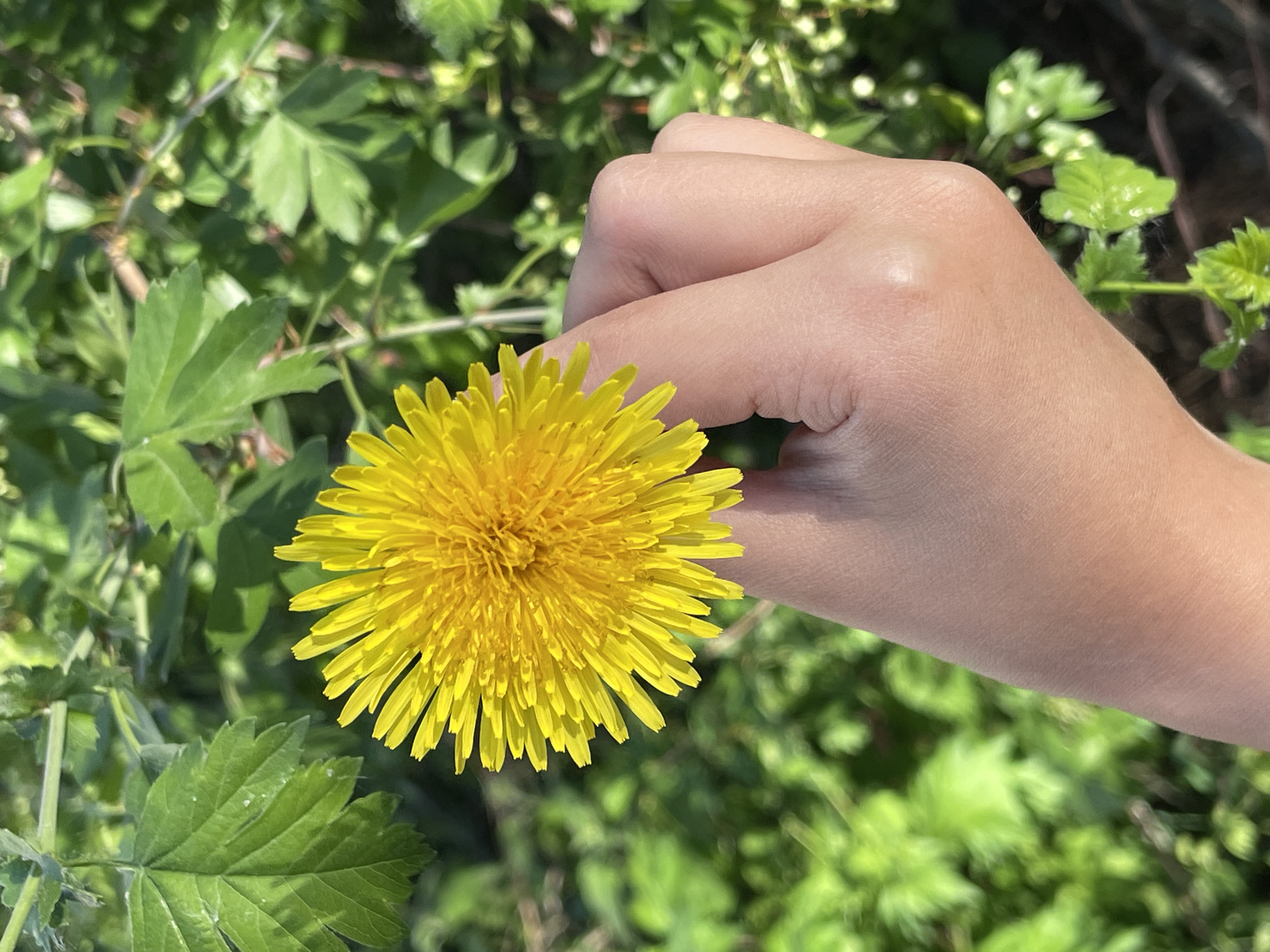 A close-up photograph shows a yellow dandelion flower being held in a fair-skinned hand. The flower is in full bloom, with numerous petals radiating from the center. The hand appears to be loosely grasping the stem of the flower. The background consists of various green plants and foliage. The photograph was taken outdoors in natural lighting. No information related to Izhevsk, Russia is apparent in the image.