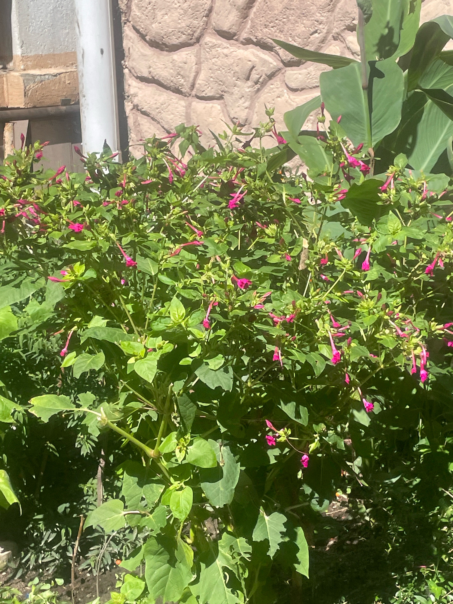The image shows a dense patch of green foliage with numerous small, pink, trumpet-shaped flowers blooming. The flowers appear to be Mirabilis jalapa, commonly known as four o'clock flowers, given their delicate appearance and tubular shape. The plants are lush and full, with many unopened buds and fully open blossoms interspersed throughout the greenery. In the background, a portion of a textured, light-brown stone wall is visible, suggesting an outdoor setting. To the left of the wall, a white downspout or pipe runs vertically. The overall scene suggests a garden or natural area within a city. The presence of the stone wall and downspout implies a residential or developed urban environment. The lighting suggests it is daytime, with sunlight casting shadows, particularly on the foliage and the stone wall. There are no people or animals visible in the frame. This scene could be located in the city of Sochi, Russia, given its climate, which supports the growth of such flowering plants.