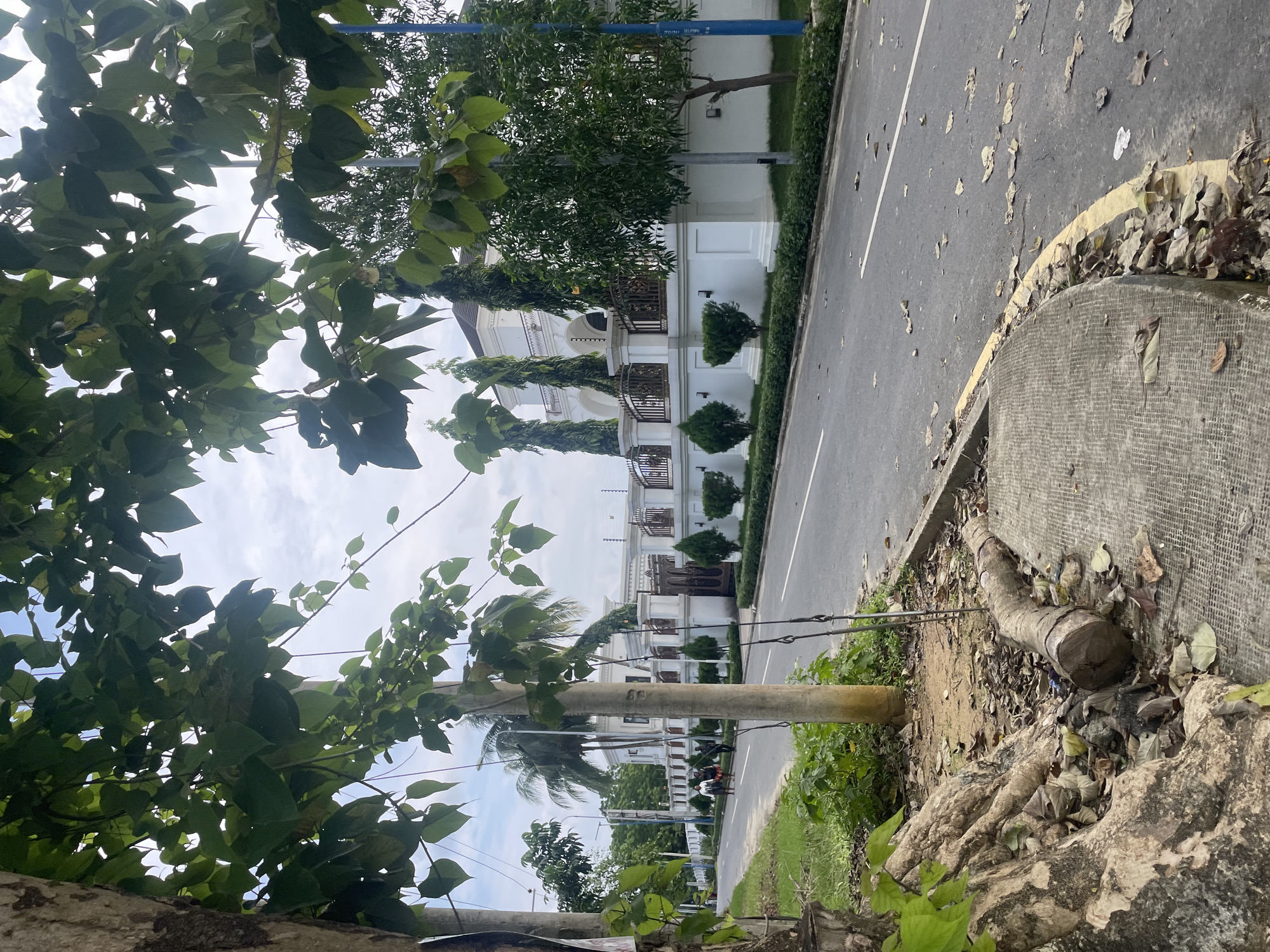 The image displays an outdoor scene, likely a residential street or boulevard, captured from a low vantage point. The view is partially framed by dense green foliage, suggesting the photograph was taken from beneath or beside a large tree.
In the immediate foreground, prominent, gnarled tree roots are exposed on the ground, surrounded by loose soil and some scattered dry leaves. A cut log or thick branch lies on the ground near the roots. A utility pole, with wires extending from it, rises from this area.
Adjacent to the foreground elements, a paved road stretches into the distance. It features a solid yellow line along the curb and a dashed white lane marker. Numerous dry, brown leaves are scattered across the asphalt and accumulated along the curb.
Across the road, a series of large, multi-story white buildings, possibly upscale houses or villas, are visible. These structures feature ornate balconies with dark railings and well-maintained landscaping, including manicured green shrubs and trees lining their fronts. In the far distance along the road, two faint figures appear to be walking. The sky above the buildings is partly cloudy.
The scene depicts a daytime setting with natural light. The scattered leaves on the road and ground suggest a period of leaf fall. There is no discernible text visible in the image.