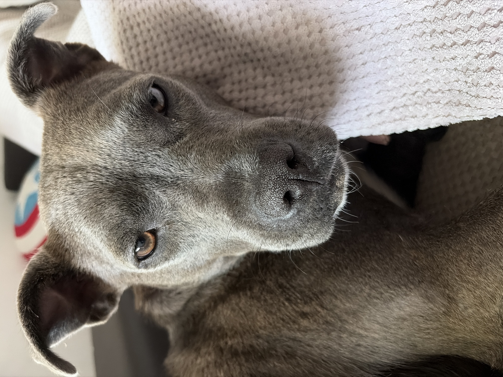 A head-on, close-up photograph depicts a grey-furred domestic canid resting its head on a textured, off-white textile object. The animal's gaze is directed straight ahead, engaging the camera directly. Its right eye (viewer's left) presents as amber, while its left eye (viewer's right) exhibits a lighter, blue-grey pigmentation. The nose is black, textured, and appears moist. Both ears are visible, exhibiting a semi-pricked or rose ear conformation. The surrounding environment, partially blurred, includes fragmented shapes and colors in the background, one resembling a red, white, and blue emblem, consistent with an interior domestic setting. The scene is located in the city of Unknown, Unknown. No human subjects are present.