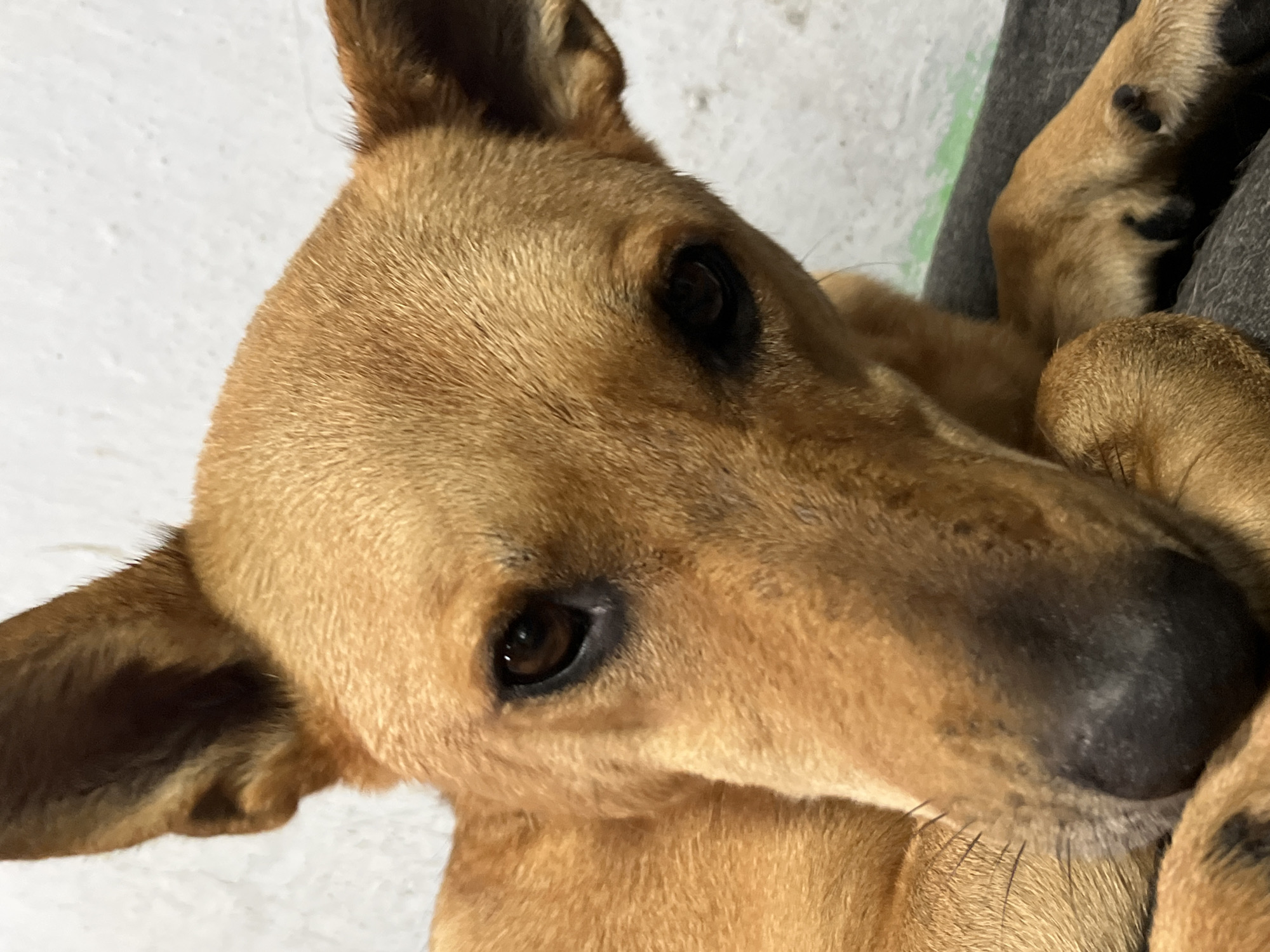 A close-up, eye-level shot shows the face of a tan-colored dog. The dog is lying down, with its head resting on a dark gray surface. Its ears are perked up, and its eyes are looking towards the camera. The background is a plain, light-colored wall. The image does not provide any information about the city of Nizhny Tagil, Russia.