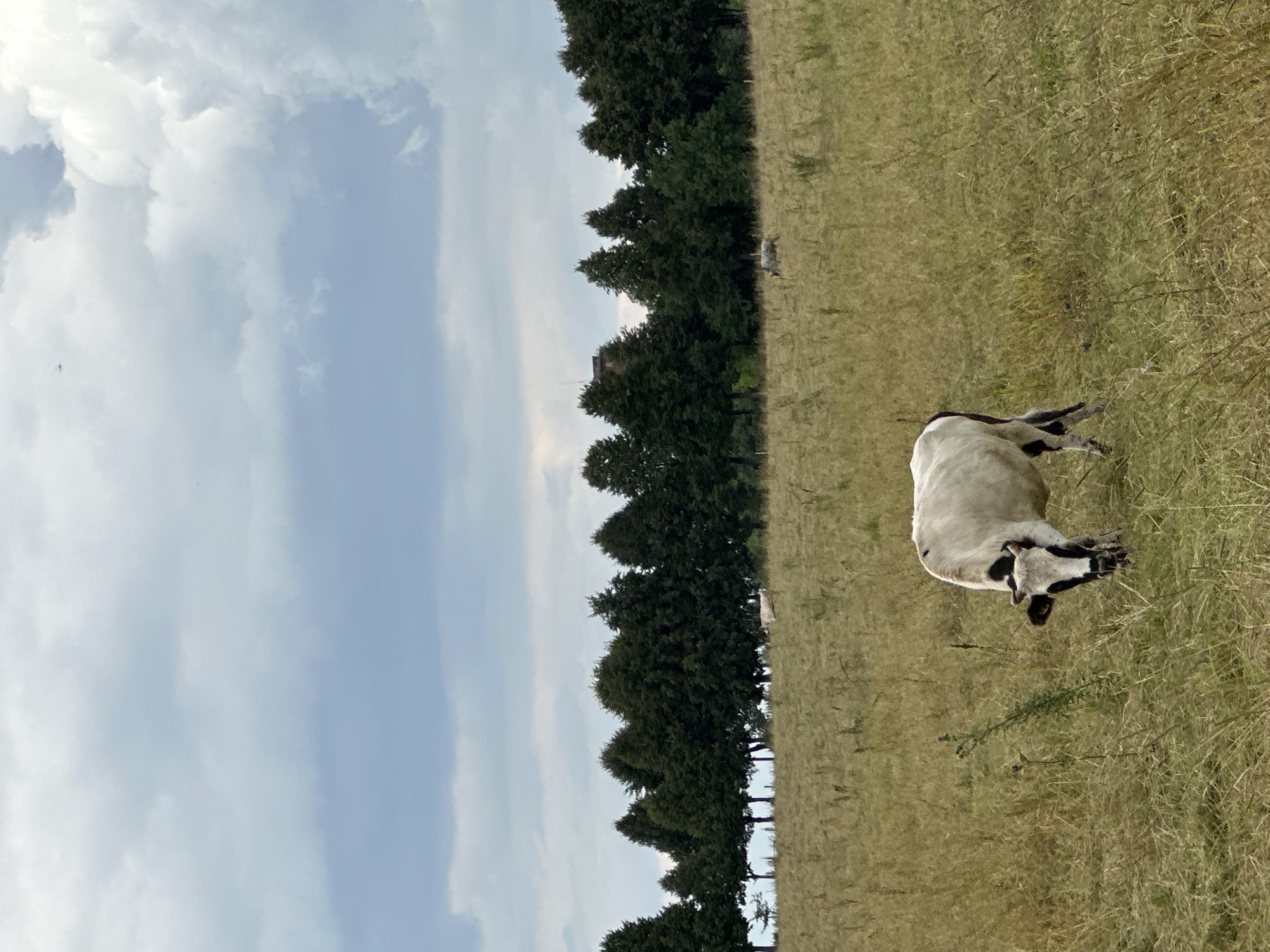 In Dubrovitsy, Russia, a partially cloudy day presents a pastoral scene. A white and black cow grazes in a field of dry grass. In the background, a dense line of dark green trees forms a horizon, with a building partially visible through the foliage on the far right. The sky is filled with large, textured clouds in shades of gray and white.