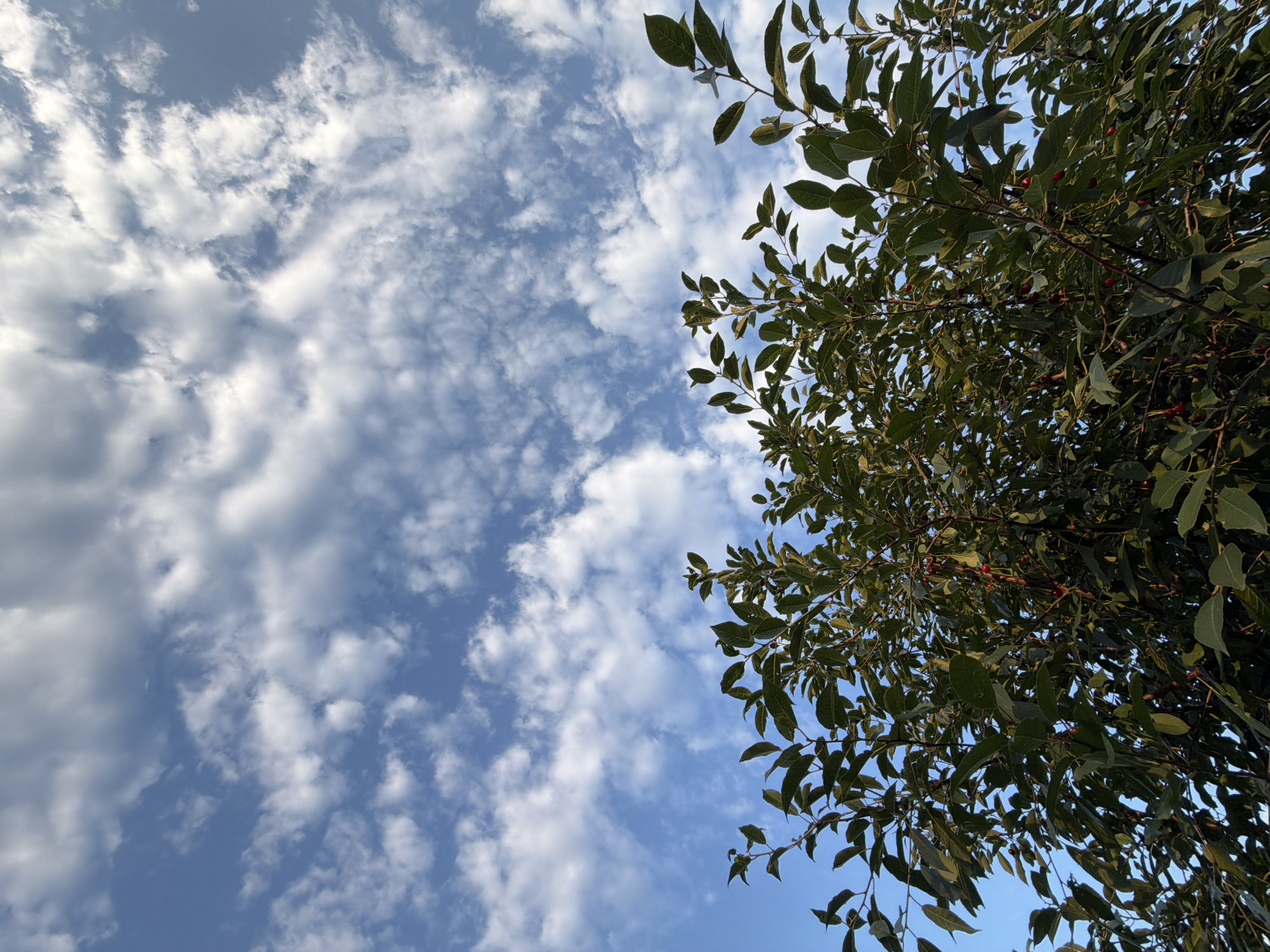 This is a low-angle, wide shot of a tree with dark green leaves and small red berries against a bright blue sky filled with fluffy white clouds. The branches of the tree are visible in the right half of the frame, obscuring parts of the sky. The leaves are elongated and pointed, and the red berries are small and round, scattered throughout the foliage. The sky is a clear, vibrant blue, with a mix of wispy and denser clouds that are white and appear to be backlit by the sun. The lighting suggests it is daytime, likely late afternoon due to the warm tone of the light on the leaves. The overall scene conveys a sense of nature and a pleasant outdoor atmosphere. There is no visible text in the image. The location context provided is Фоки, Russia.