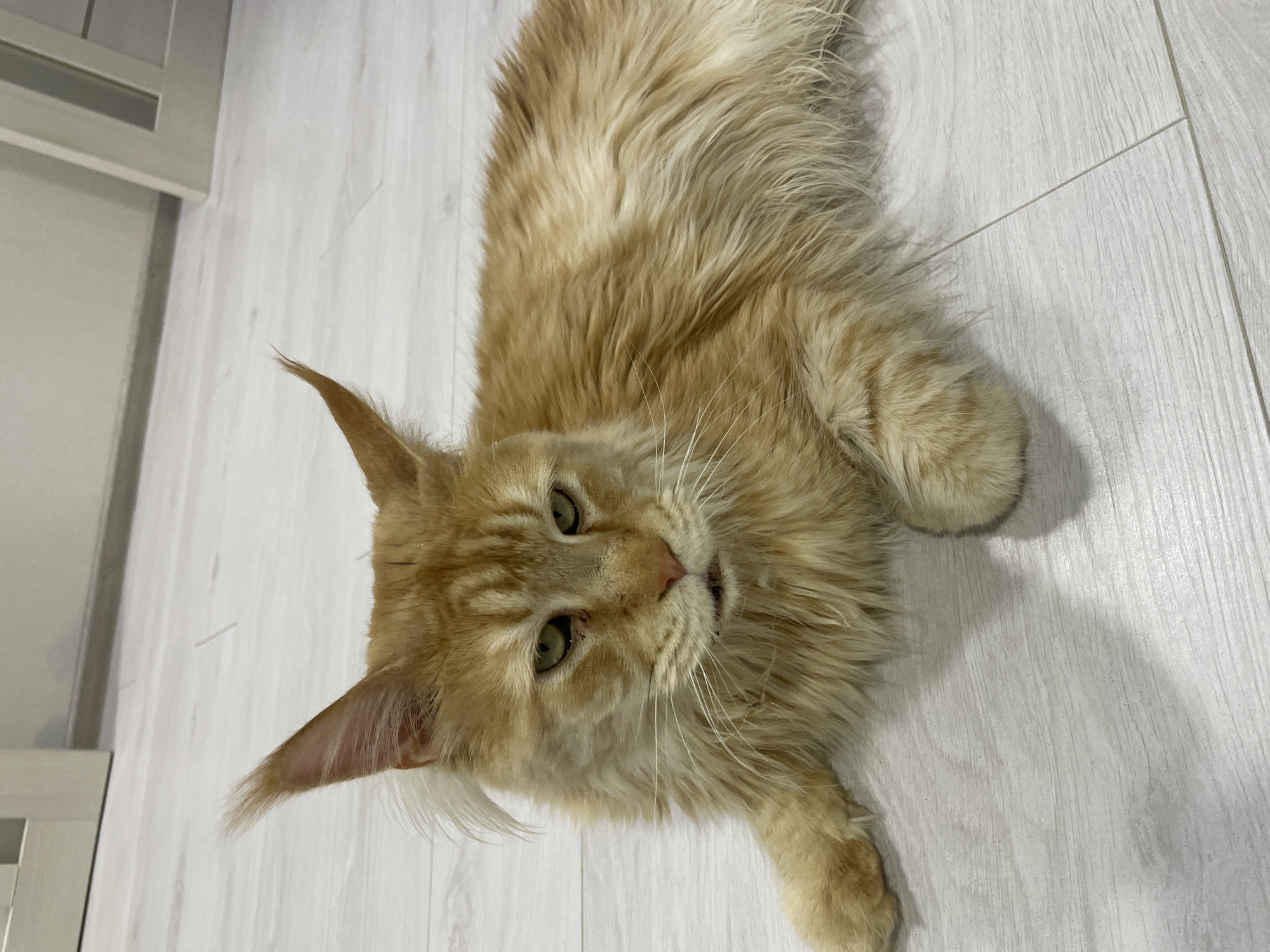 A ginger Maine Coon cat lies on a light-colored, wood-plank floor. The cat is facing the camera, with its head slightly tilted. Its eyes are green, and it has tufts of fur on its ears. The cat's fur is long and fluffy, with variations in shade from pale yellow to reddish-orange. The background is a blurry, light-colored wall and door. The scene appears to be indoors.