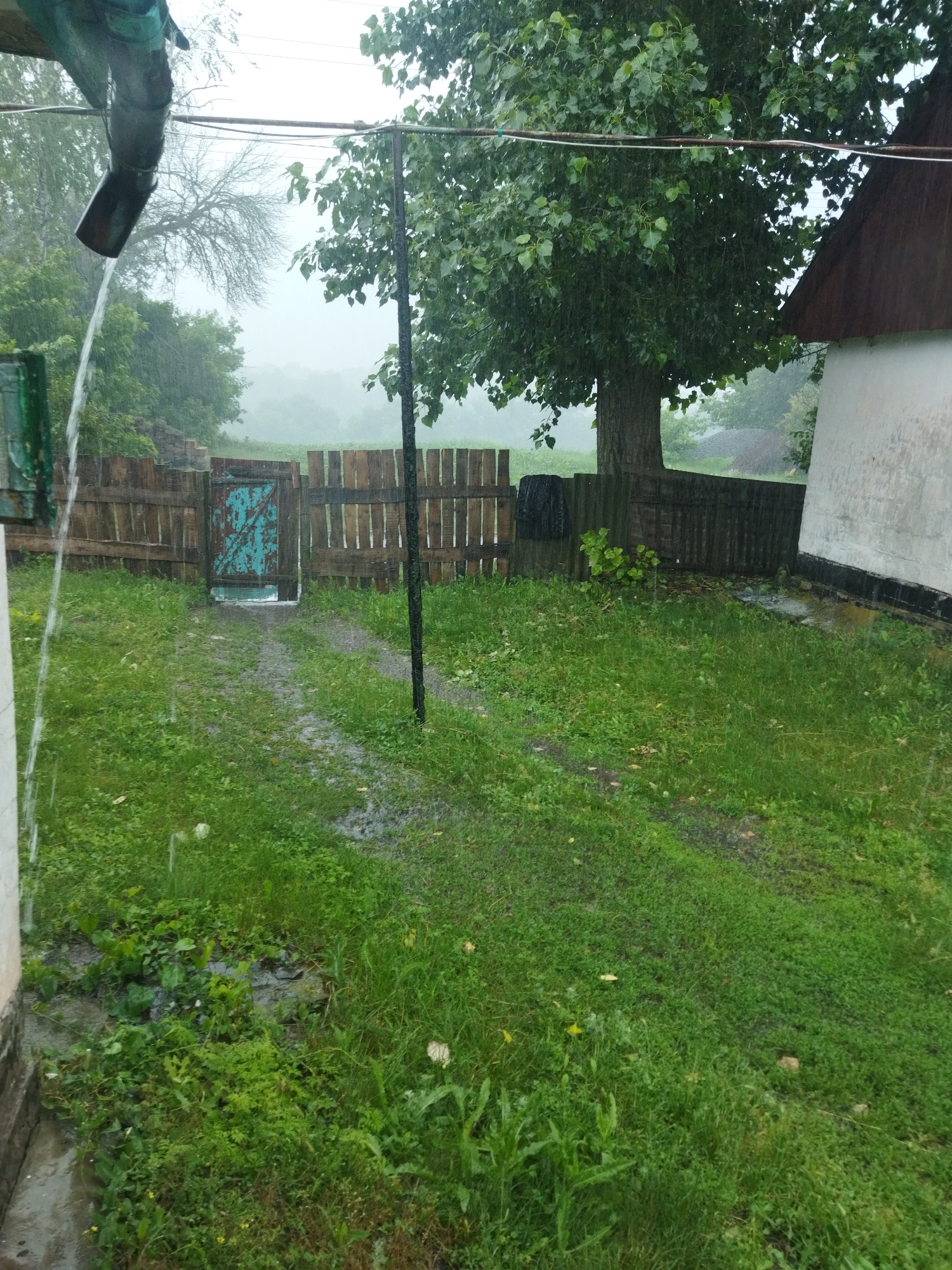 The image depicts a rural scene in Sosnivka, Ukraine, during a rain shower. Water is cascading from a downspout on the left side of the frame, onto a patch of grass and a muddy path leading towards a wooden fence with a teal-colored gate. Beyond the fence, a large tree with lush green leaves dominates the mid-ground, its branches extending over a portion of the scene. To the right, the corner of a white building with a brown roof is visible. The ground is covered in green grass, with several areas of standing water and mud, indicating the intensity of the rain. The background is obscured by fog and rain, giving a sense of depth and atmosphere to the overcast day. The overall impression is one of a damp, rural environment experiencing inclement weather.