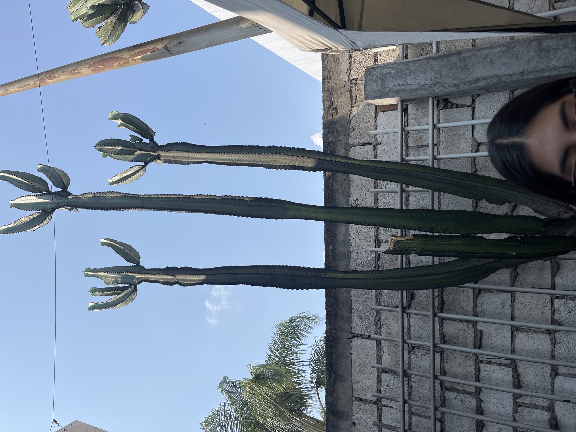 The image shows three tall, columnar cacti in San Francisco Totimehuacán, Mexico. The cacti are positioned against a pale blue sky. In the background, there is a cinder block wall with metal grid reinforcement. The top right corner of the image features part of a person’s head, including their dark hair and forehead. Parts of a palm tree are visible at the bottom. The shot appears to be taken from a low angle, looking up at the cacti.