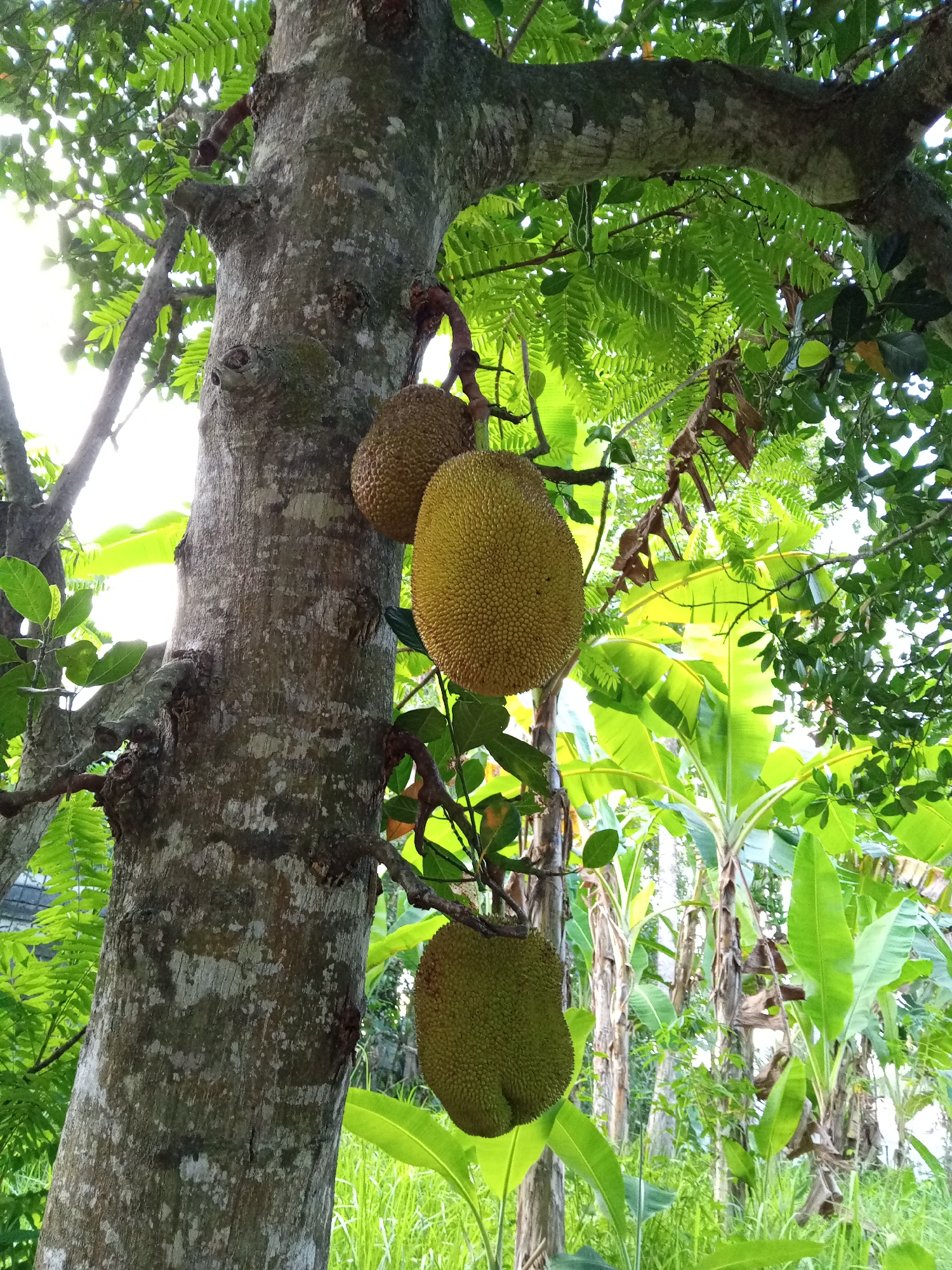 In Uteunbunta, Indonesia, a medium shot captures three jackfruits hanging from a tree. The largest jackfruit, bright yellow and textured, is positioned centrally on the right side of the frame. Above it, to the left, a smaller, less ripe jackfruit is visible, its skin a duller brown. A third, smaller green jackfruit hangs at the bottom left of the image, partially obscured by leaves. The tree trunk, thick and rough, dominates the left side of the image, its bark a mottled gray and white. Lush green foliage, including large banana leaves, forms a dense backdrop, with sunlight filtering through the leaves, creating bright spots. The overall scene depicts a natural environment abundant with vegetation.
