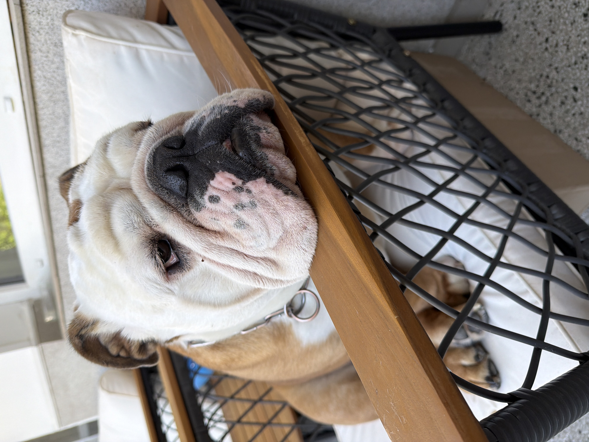 A close-up shot captures an English bulldog resting on an outdoor chair. The dog, with its characteristic wrinkled face and brown and white markings, is positioned in the center of the frame, its head resting on the wooden armrest of the chair. The chair itself features a black woven exterior and a light-colored cushion. In the background, out of focus, white cushions of another piece of furniture and a light-colored wall are visible. The overall lighting suggests an outdoor setting during the daytime. The location is identified as Sofia, Bulgaria.