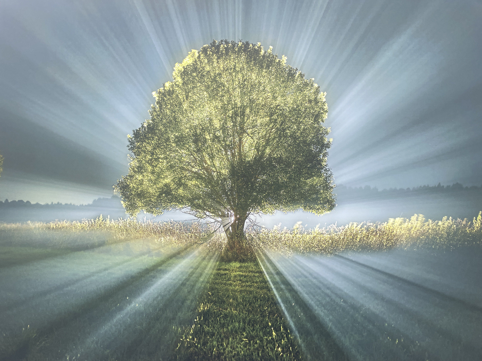 A tree stands in a field with light rays emanating from behind it. The field is grassy and there are other plants in the background, shrouded in mist. The sky is blue. The location is unknown and cannot be determined from the image. There are no people present.