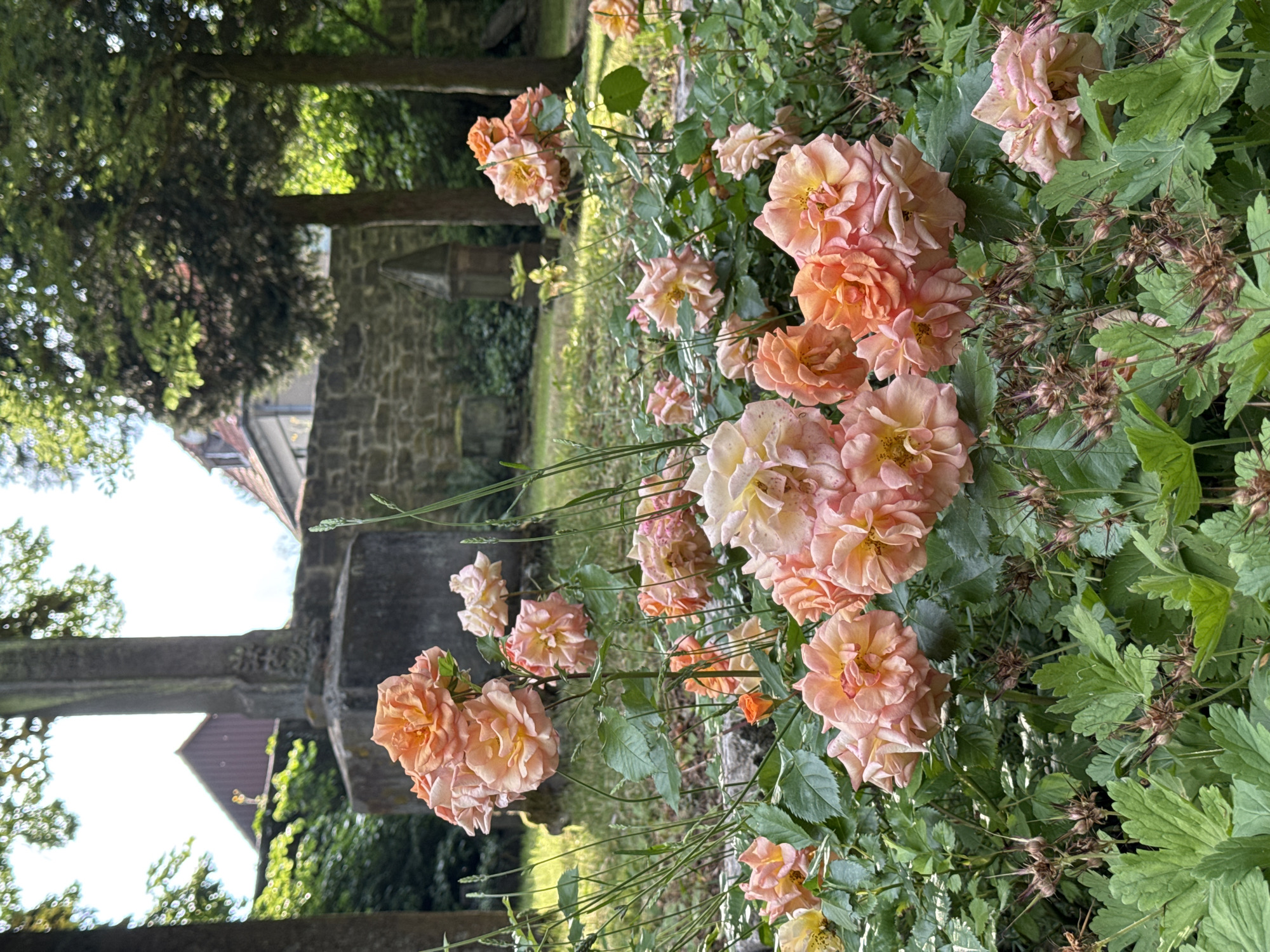 A low-angle shot captures a cluster of peach and pink roses in the foreground, their petals slightly curled and ruffled. The roses are densely packed, with some individual blooms appearing to be double or semi-double. Green leaves and stems surround the flowers, and some dried seed pods with spiky tops are interspersed among them.
In the background, a weathered stone wall forms a boundary, beyond which are glimpses of buildings with red-tiled roofs and a large, gray stone cross on a pedestal. The cross has intricate carvings on its shaft. Trees with dense green foliage are scattered throughout the scene, casting dappled shadows on the ground. Sunlight filters through the leaves, creating a bright, airy atmosphere. The overall setting appears to be a garden or cemetery.