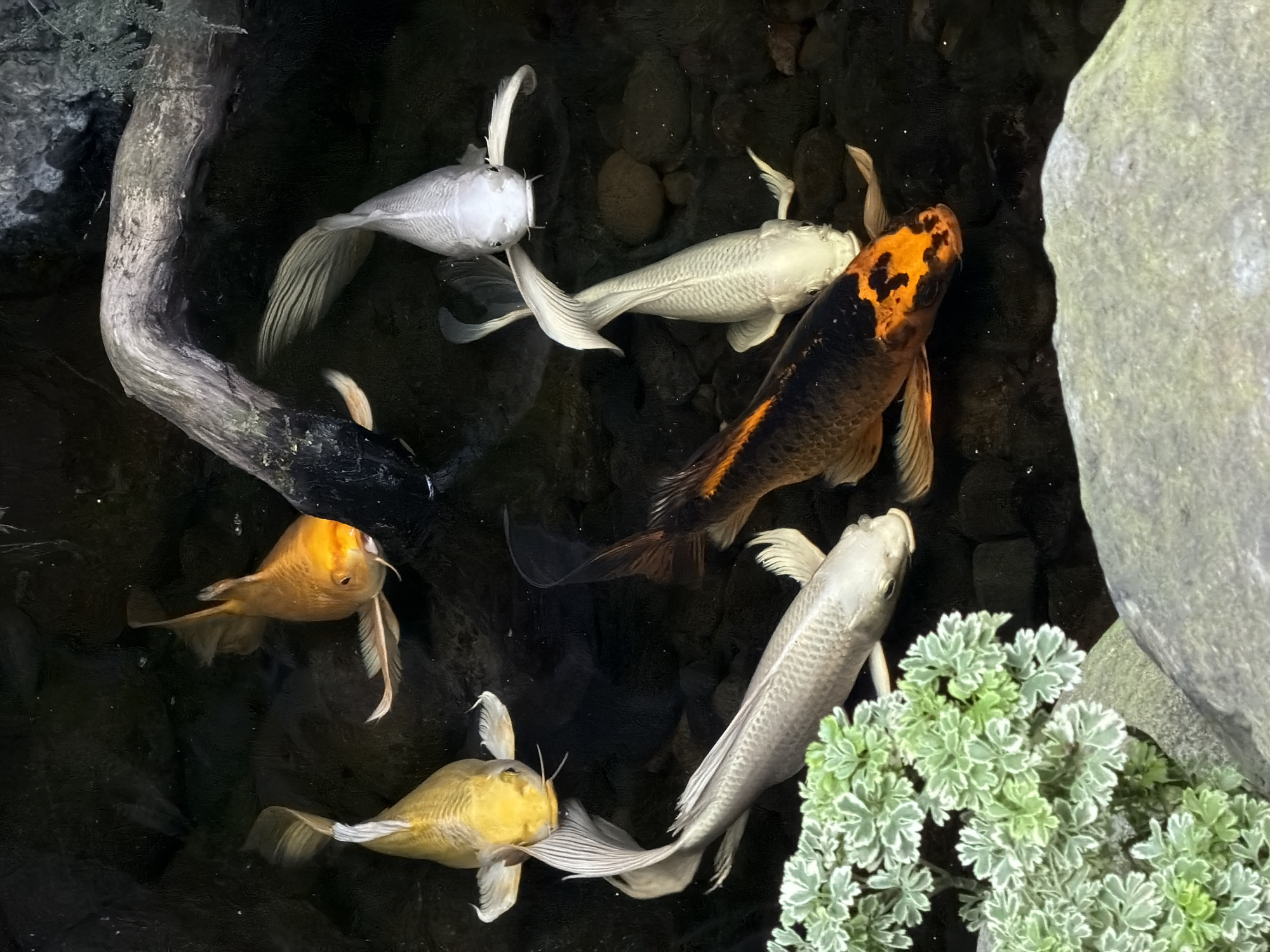 This is a close-up, high-angle shot of six koi fish swimming in dark, murky water. The fish are varied in color, with some being golden, white, and orange and black. They are all in motion, with their fins spread and tails extended. The water is illuminated by a light source from above, creating reflections on the fish's scales. The background is dark and indistinct, with some rocks and a piece of driftwood visible. In the foreground, there is a cluster of green leafy plants and a large gray rock. The image does not depict any location in North Kuta, Indonesia.