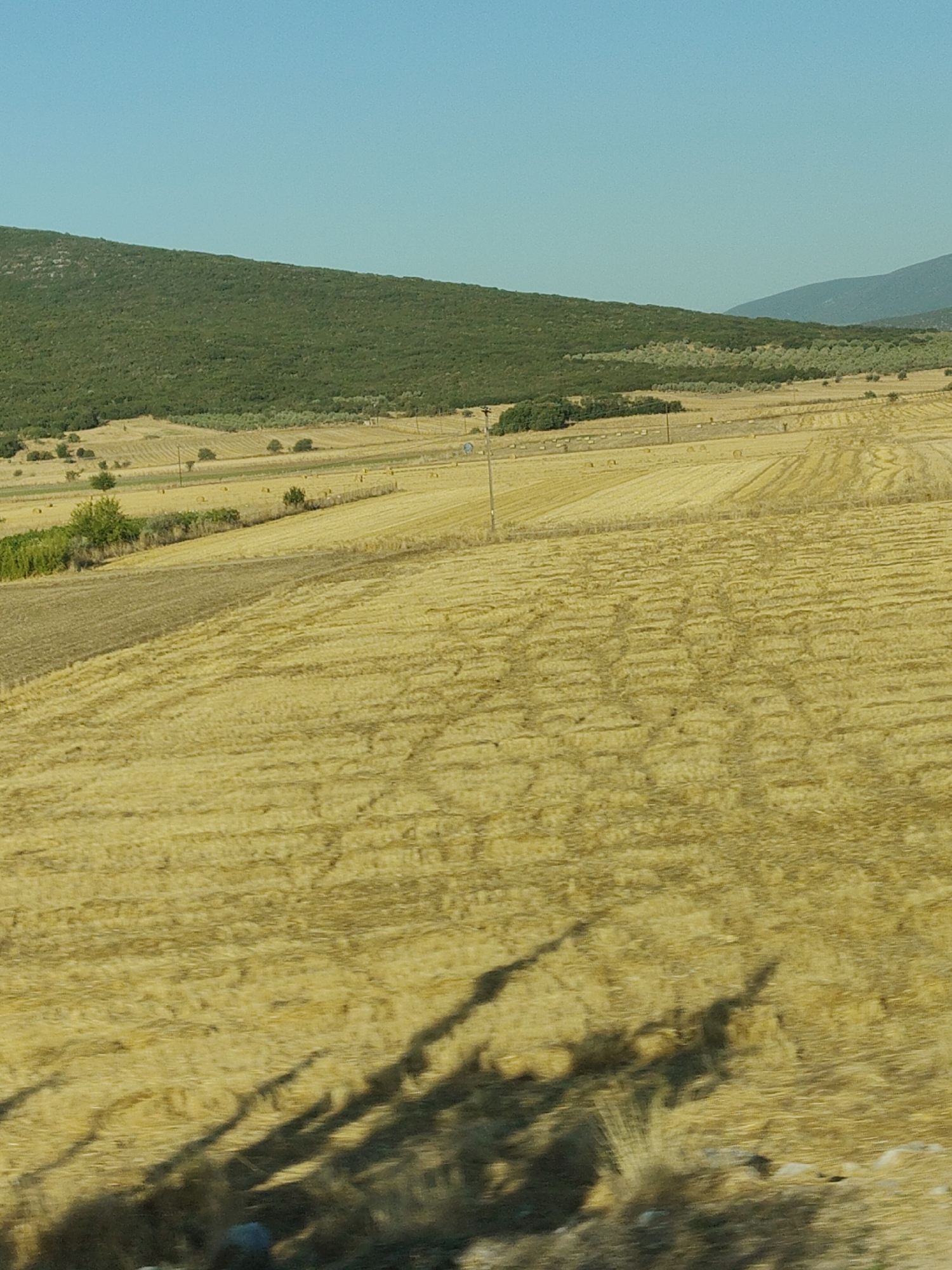 The image shows a rural landscape in the Municipal Unit of Pelasgia, Greece. The foreground is dominated by a harvested field of golden-yellow straw, with visible tire tracks and patterns from agricultural machinery. In the mid-ground, there are more fields, some with scattered hay bales, and a few scattered trees. A dark green, densely forested hill slopes upwards in the background, meeting a clear, light blue sky. The overall scene depicts a dry, agricultural environment under a sunny sky.