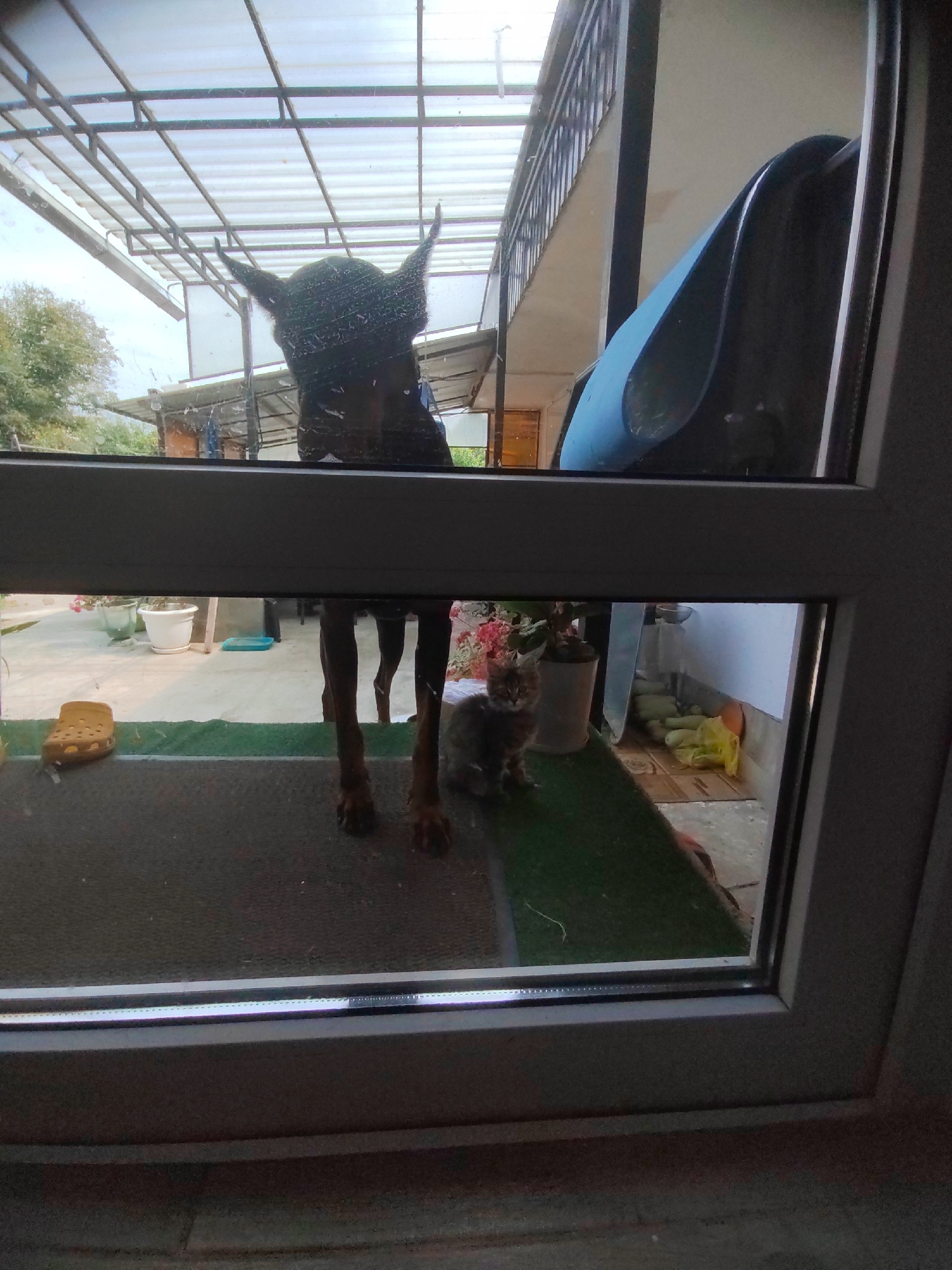 The image is taken through a glass door, looking outwards towards a yard in Psebai, Russia. In the upper panel, a dark-colored dog, possibly a Doberman, is visible from the head and ears down to its chest. Its ears are erect and pointed. The dog is looking upwards and slightly to the left. Behind the dog, a clear corrugated plastic roof supported by metal beams is visible. In the lower panel, a small, tabby kitten is seated on a green surface, facing the viewer. To the left of the kitten, the hind legs of the same dark-colored dog are visible, standing on a dark gray mat. A yellow croc shoe is lying on the mat to the far left. In the background of the lower panel, several potted plants are visible, as well as some vegetables and a yellow plastic bag. The overall environment appears to be an outdoor residential area.