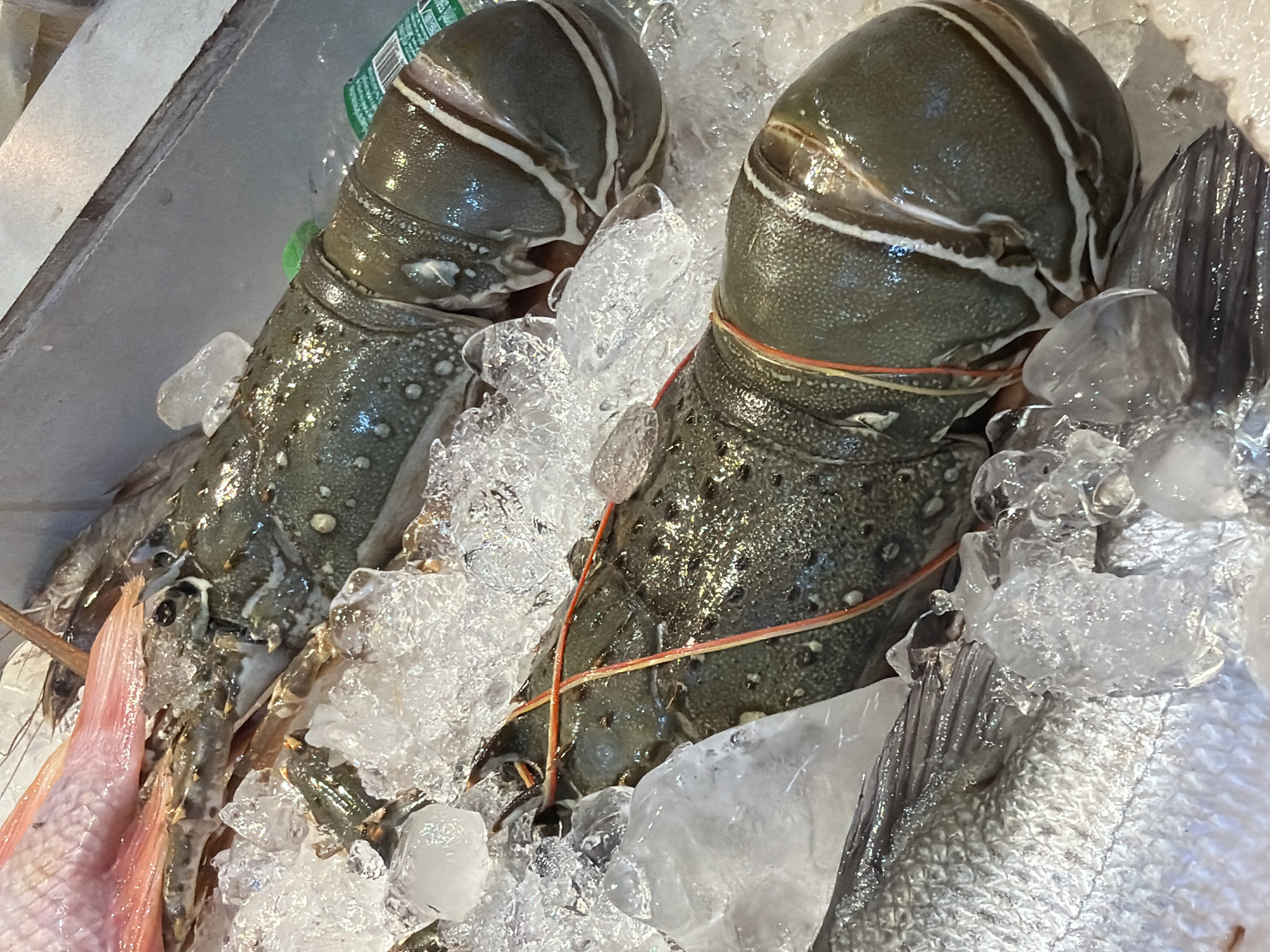 Two spiny lobsters lie on a bed of crushed ice at a market stall in Ko Samui District, Thailand. The lobsters are dark green with white stripes on their tails and are secured with red and orange rubber bands. Pieces of ice are scattered around them, and some of the lobsters' antennae are visible. To the left, the pinkish-red fin and scales of a fish are also present on the ice. The background is blurred, but appears to be a metallic surface and some green packaging.
