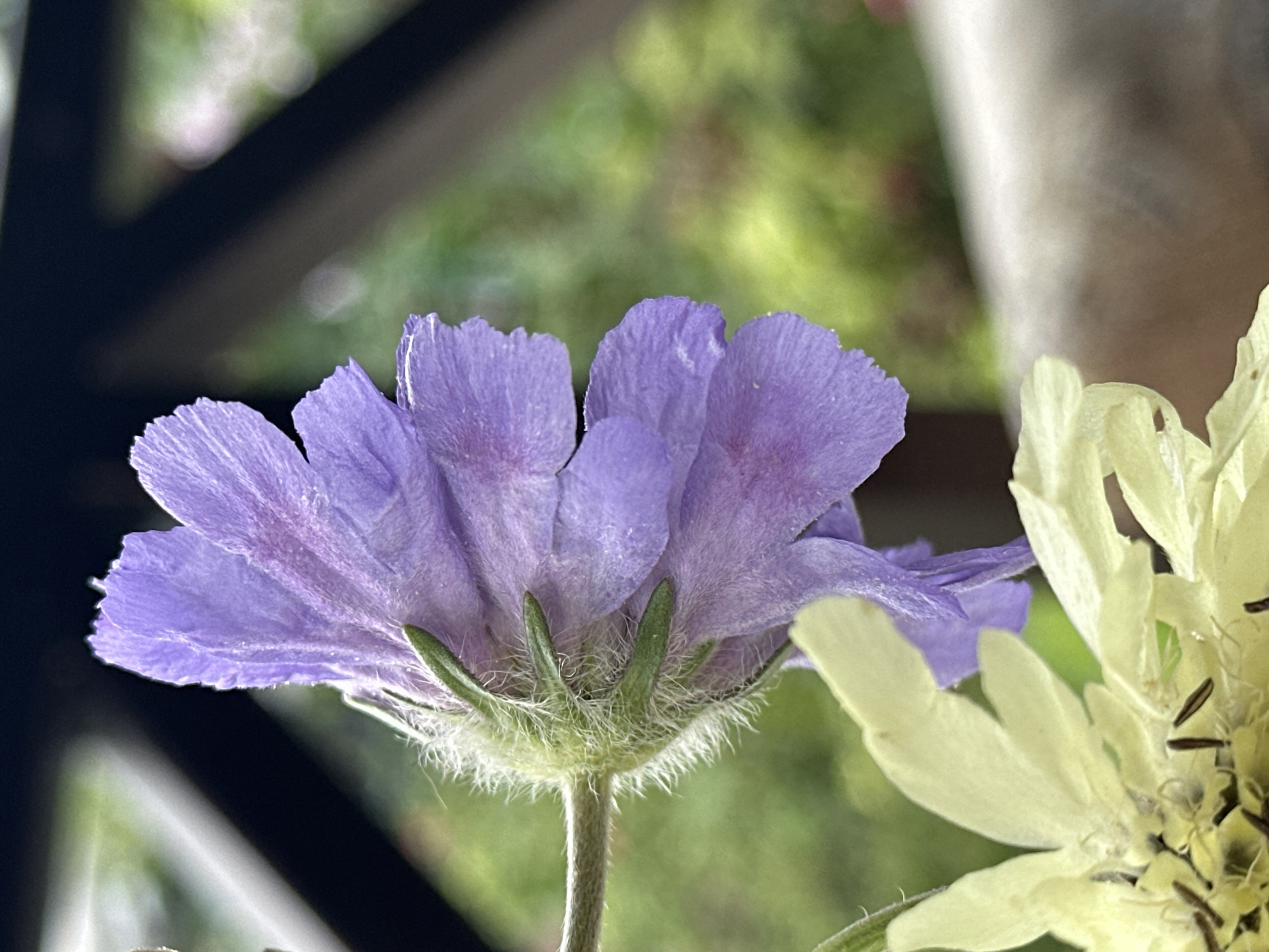 A close-up, side-view photograph captures a cluster of purple and yellow flowers against a blurred, outdoor background. The focus is on a single purple flower, its delicate petals unfurling and displaying faint striations. The calyx of the purple flower is covered in fine, white hairs, and green sepals are visible beneath the petals. To the left and below, a portion of a cluster of pale yellow flowers is visible, with thin, dark stamens protruding. The background consists of dark, geometric shapes, likely part of a railing or fence, and further beyond, a soft focus of green foliage and hints of pink, suggesting a garden setting. The lighting appears natural, with soft highlights on the petals. There is no indication of human presence or activity, nor any specific landmarks suggesting the location within Yessentuki, Russia. The scene is static and focuses solely on the botanical subjects.