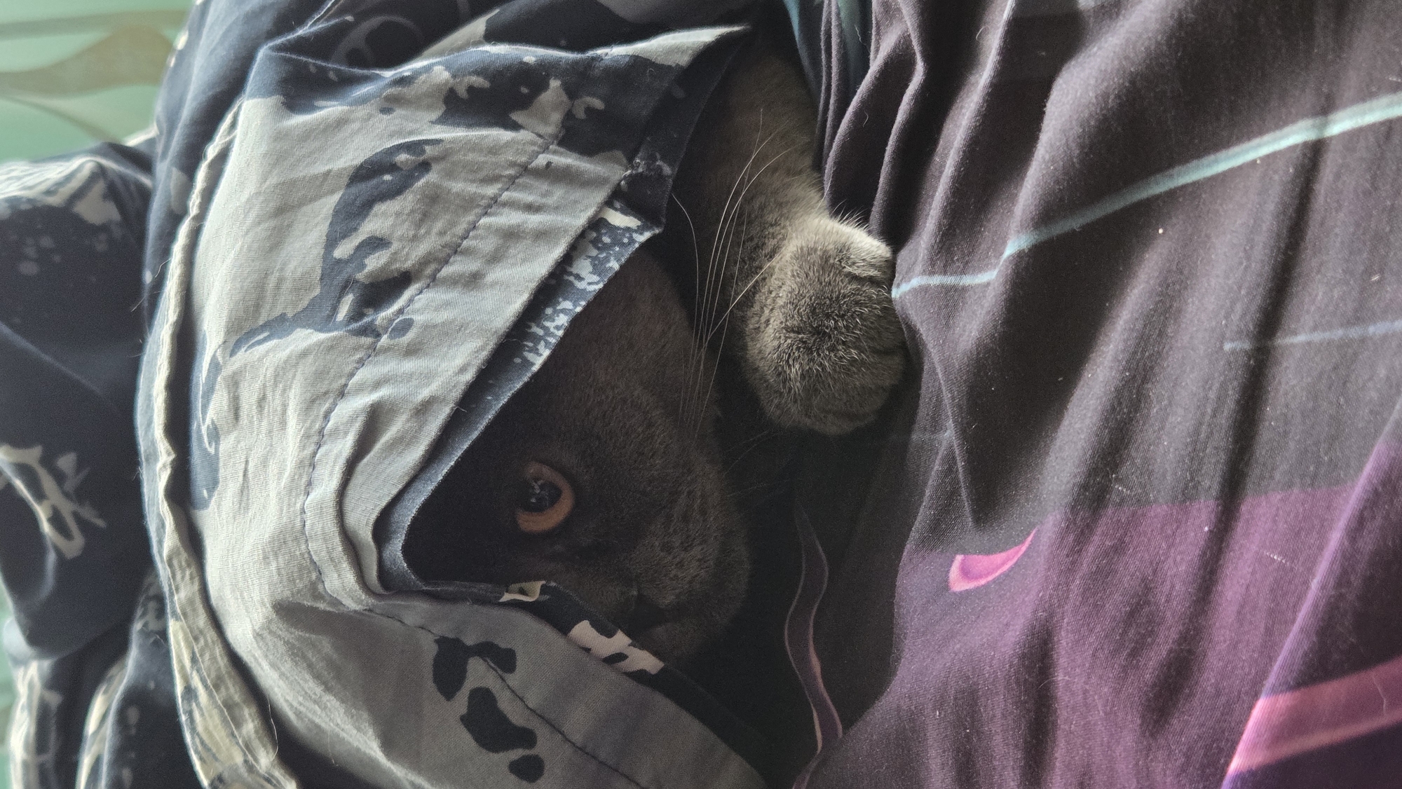 A British Shorthair cat peeks out from under a camouflage-patterned duvet. Only the cat's head, one eye, and a paw are visible. The cat has a grey coat and amber eyes. The duvet is draped over the cat, obscuring the rest of its body. The background consists of a dark purple duvet with pink and blue stripes. The scene appears to be indoors, likely in a bedroom.