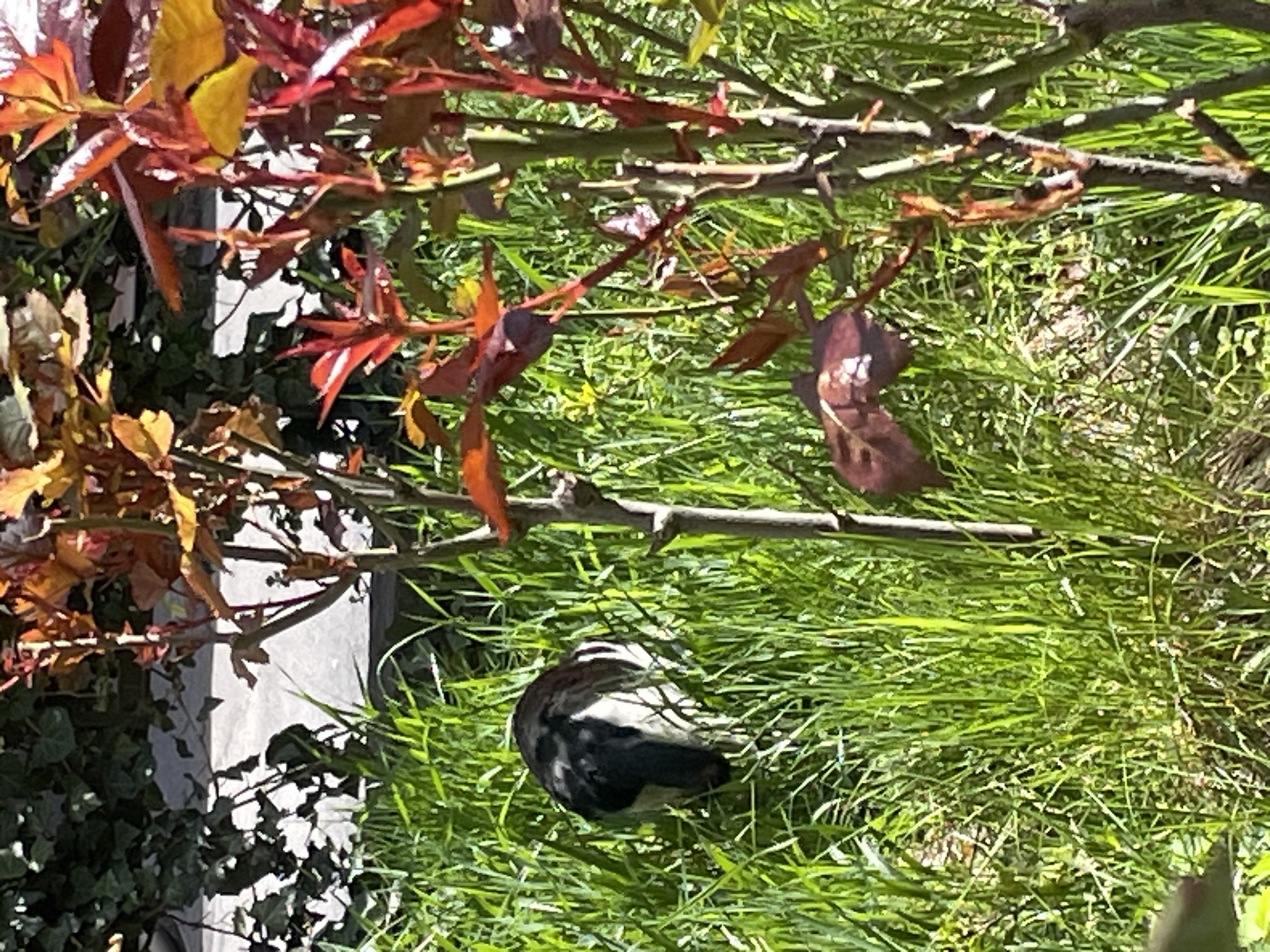 A small, black and white bird is sitting on a grassy lawn in what appears to be a garden or park. A branch with red and yellow leaves extends over the grass. The location is likely in Yerevan, Armenia.