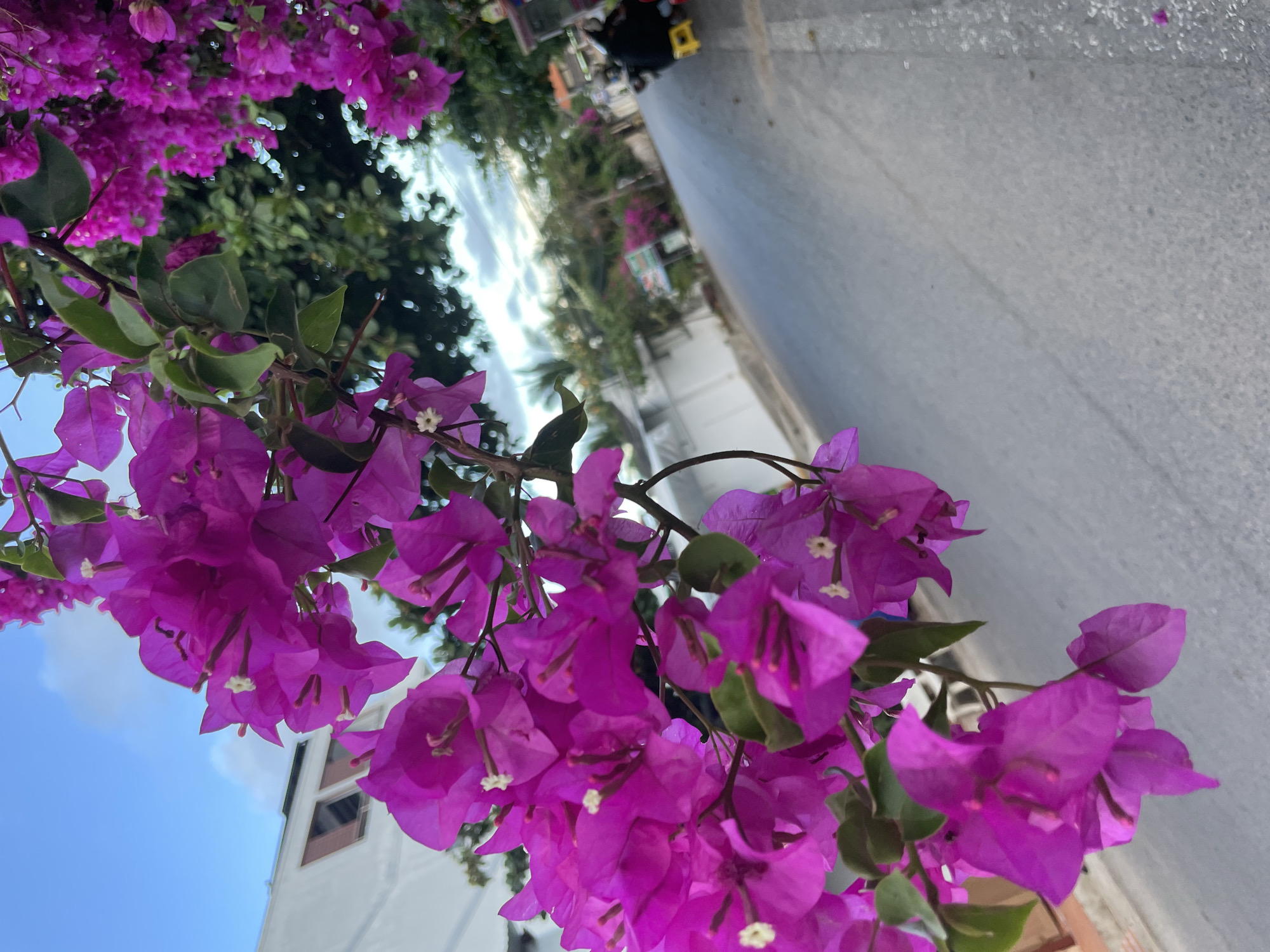 The image depicts a street in Mũi Né, Vietnam, characterized by vibrant purple bougainvillea flowers in the foreground. The perspective is low, looking up at the flowers, with the street and surrounding environment visible in the background. The road surface is light gray, and the focus is on the bougainvillea flowers, which are abundant and prominent. In the distance, blurry buildings and foliage are visible, along with a glimpse of what appears to be the sea. A few pedestrians are seen further away on the road. The sky appears partially visible through the flowers, suggesting clear weather. The angle and composition create a focus on the foreground flowers while providing context within the urban environment.