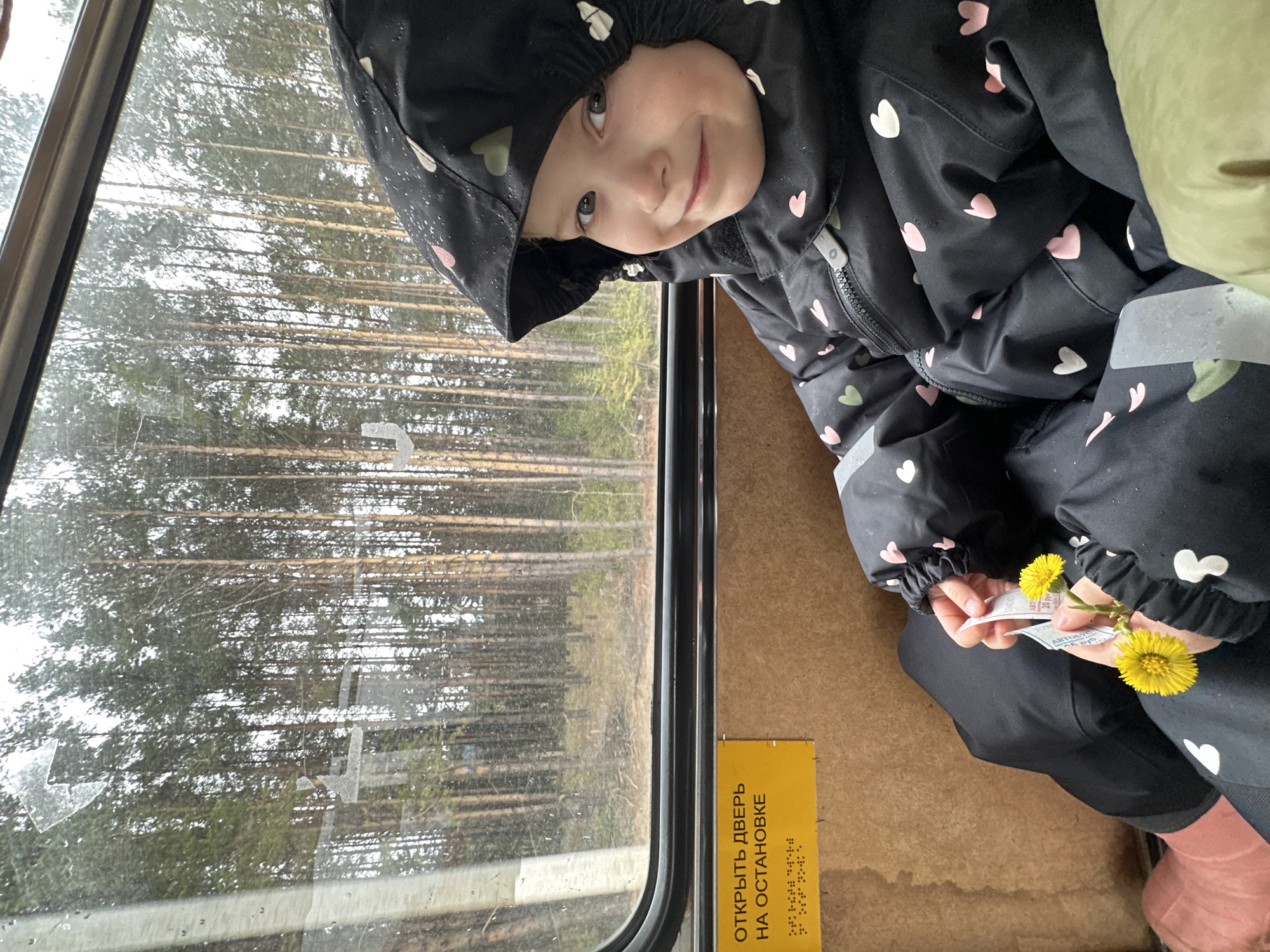 This media file features a young child sitting inside a public transport vehicle, likely a bus, in Chaikovsky, Russia.
The primary subject is a child, appearing to be a toddler or preschooler, wearing a black hooded jacket with an all-over pattern of small pink and white hearts, black pants, and light pink socks. The child has light-colored eyes and a gentle smile, looking directly at the camera. In their hands, the child holds two bright yellow flowers, identifiable as Coltsfoot (Tussilago farfara), along with a small paper ticket. The ticket clearly shows Cyrillic text, including "АВТОБУС" (BUS) and "20 РУБ." (20 RUB), indicating a bus fare of 20 Russian Rubles.
The setting is inside the vehicle, with a large window on the left side of the frame. Through the window, a dense coniferous forest with numerous tall, thin trees is visible, suggesting a natural landscape outside of an urban center. The lighting appears overcast, contributing to a soft, diffused light throughout the scene. Below the window, a yellow sign with black Cyrillic text and braille is affixed to the interior wall of the vehicle. The text reads "ОТКРЫТЬ ДВЕРЬ НА ОСТАНОВКЕ," which translates to "OPEN DOOR AT STOP."
The activity captured is a moment of quiet contentment, with the child holding the flowers and ticket, possibly after picking the flowers during an outing or while traveling. The child's serene expression, combined with the fresh spring flowers, evokes a sense of simple joy. The Cyrillic text on the sign and ticket, along with the specific location context, confirms the Russian setting of the image.