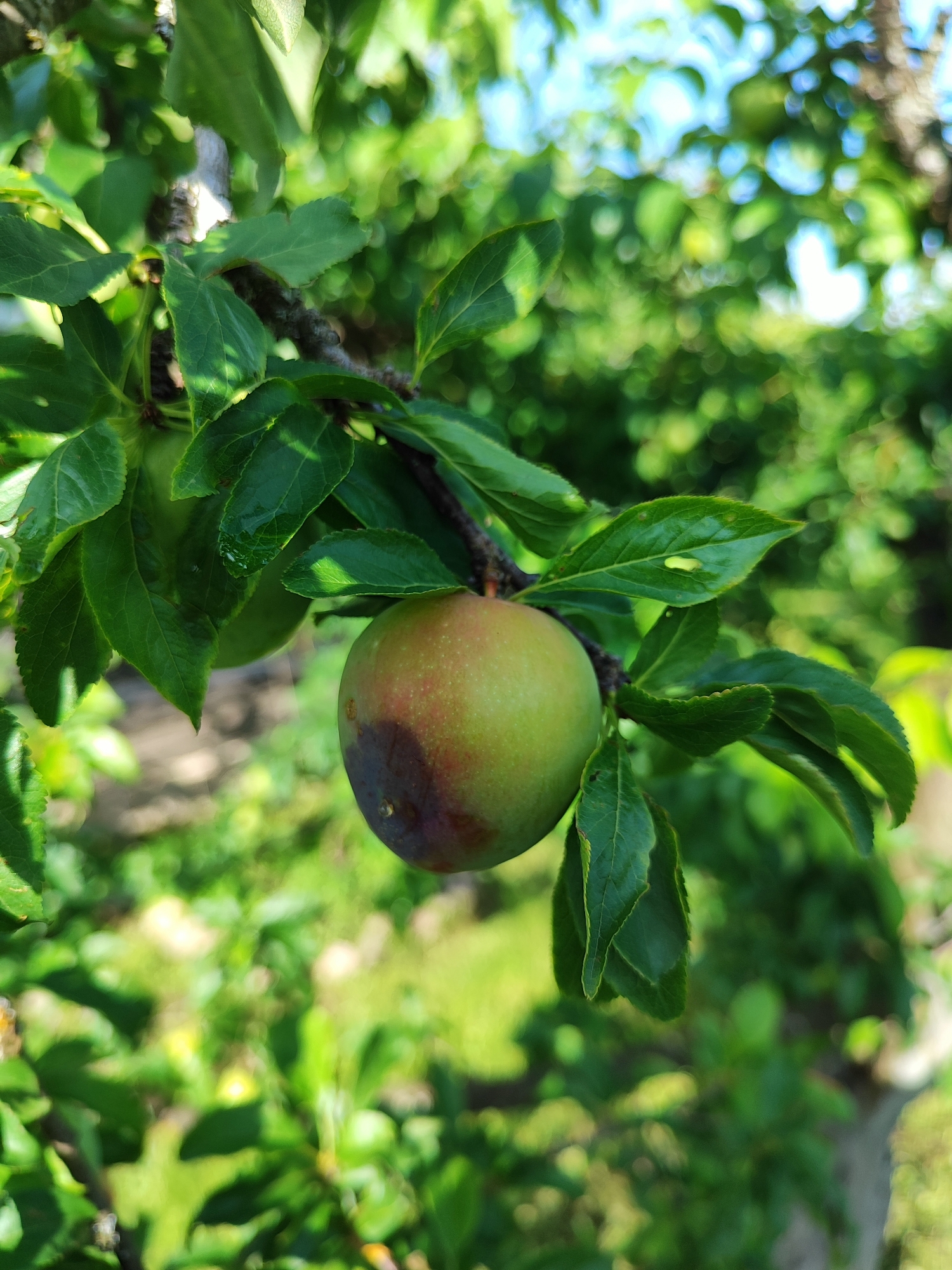 A single plum hangs from a branch among green leaves. The plum is round and appears to be ripening, with areas of green, red, and a dark, possibly bruised, spot on one side. The leaves are lush and verdant, some showing signs of water droplets. The background is a blur of green foliage and dappled sunlight, suggesting an outdoor, natural setting. The lighting indicates it is daytime, likely a sunny day. The image conveys a sense of nature and growth, possibly in a garden or orchard. There is no visible text.