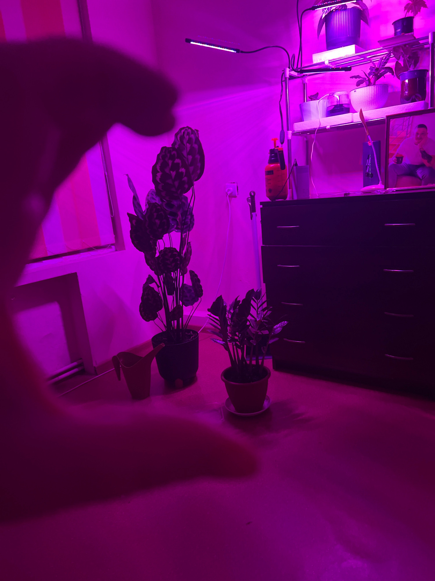 The image depicts an indoor scene illuminated by bright purple grow lights. In the foreground, a blurred silhouette of a hand is visible, casting a shadow on the floor. To the left, a plant with large, patterned leaves in a dark pot stands next to a yellow watering can. To the right, a smaller potted plant with slender leaves is positioned in front of a dark dresser. Above the dresser, a multi-tiered shelving unit holds several potted plants, a spray bottle, and framed pictures. The overall environment appears to be a room dedicated to plant cultivation, possibly a home or a dedicated space for horticulture. The location is specified as the city of Drohobych, Ukraine.