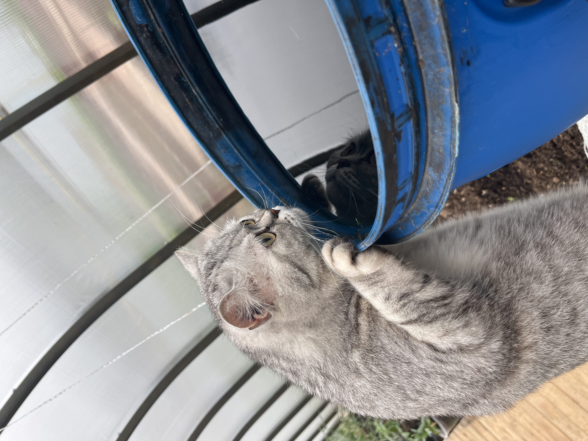 A gray tabby cat is interacting with a blue metal barrel. The cat is positioned in such a way that it seems to be looking inside the barrel. The environment appears to be an outdoor or semi-outdoor space with what seems to be a translucent plastic roof visible in the background. Another darker colored cat appears to be inside the barrel, looking out. No people are visible in the image. The location is Chaikovsky, Russia.
